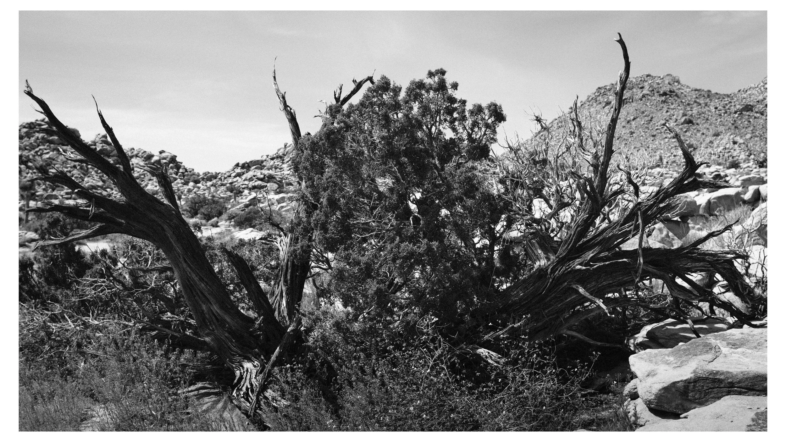 A black-and-white photograph of a twisted, leafless tree with gnarled branches in a desert landscape with rocky terrain and mountains in the background.