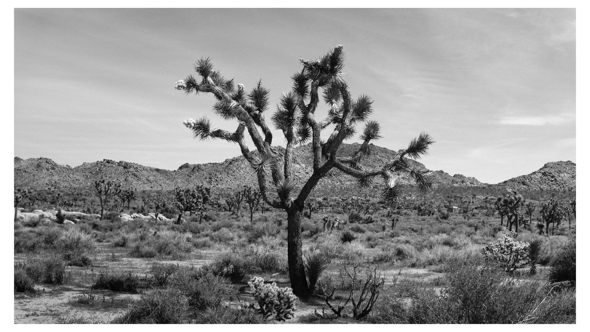 Black and white photo of a desert landscape with a Joshua tree in the foreground and mountains in the background.
