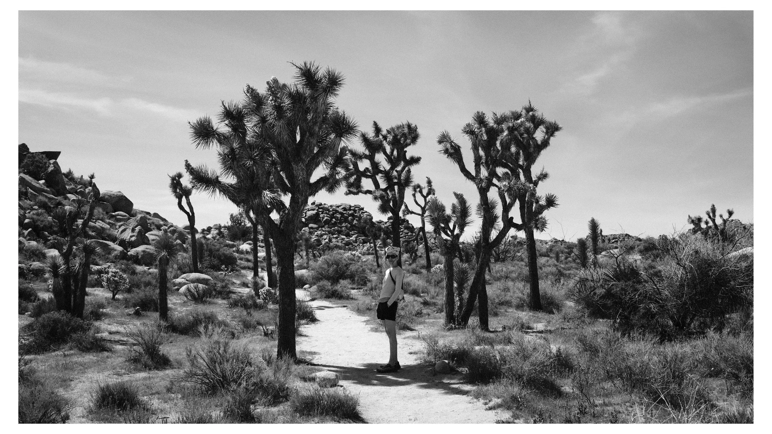 A person standing on a dirt path surrounded by desert plants and Joshua trees, with large rocks in the background, under a cloudy sky.