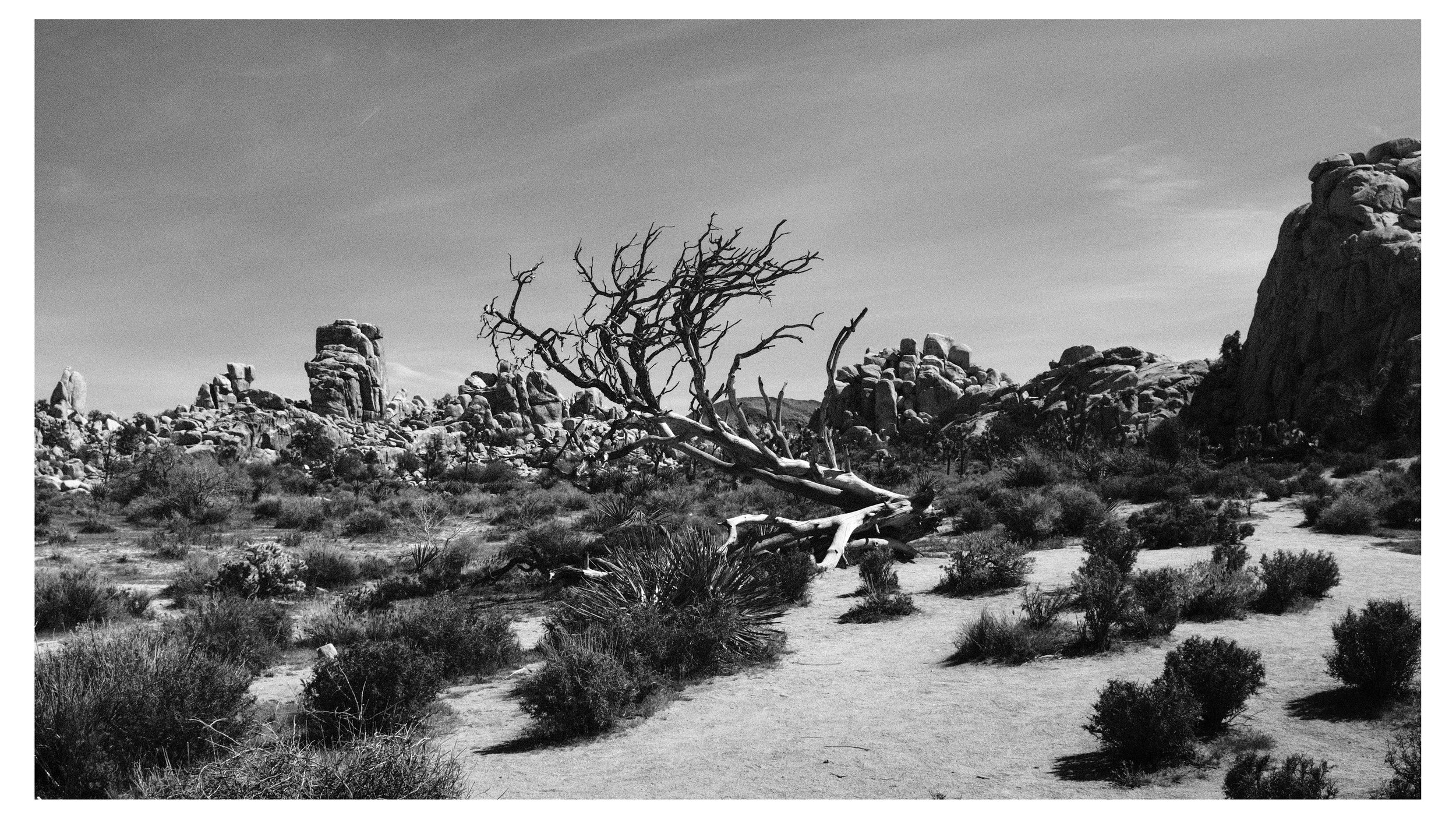 A black and white desert landscape featuring a leafless, twisted tree lying on the ground, surrounded by sparse bushes, with rocky formations and a clear sky in the background.