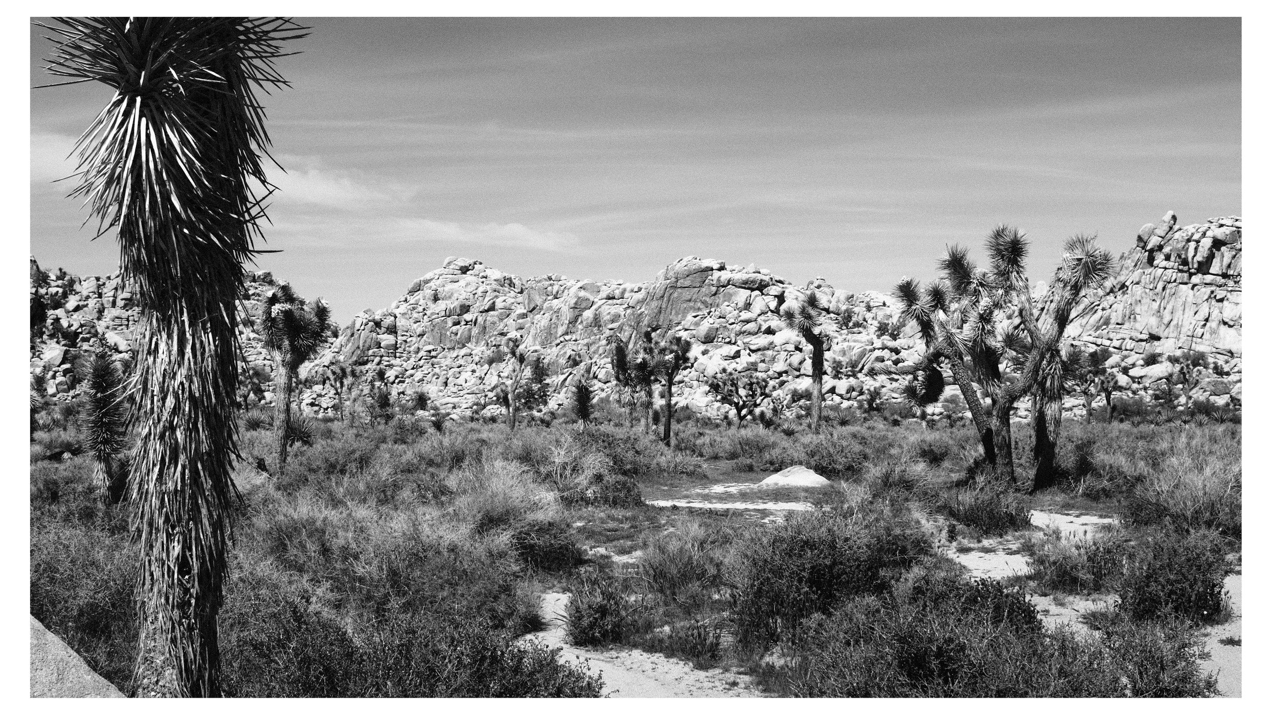 Black and white photograph of a desert landscape featuring tall Joshua trees, rocky hills, and sparse vegetation under a partly cloudy sky.