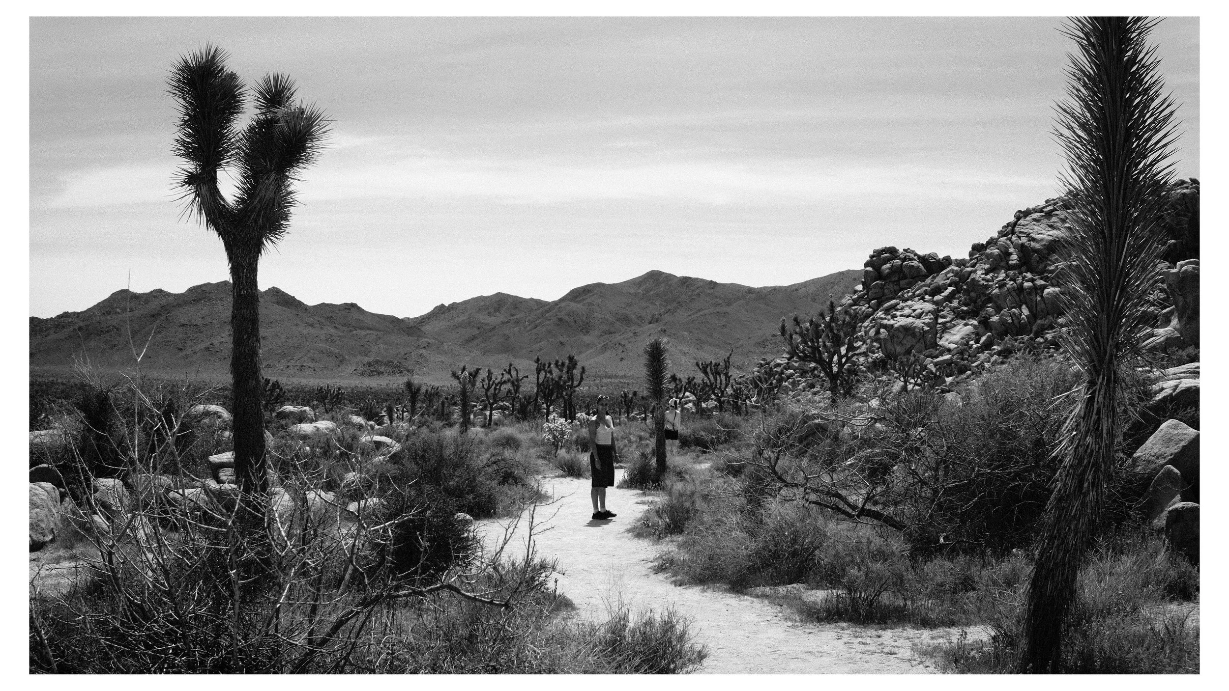 Black and white photo of a desert landscape with mountains in the background, Joshua trees, rocky terrain, and two women walking on a dirt trail.