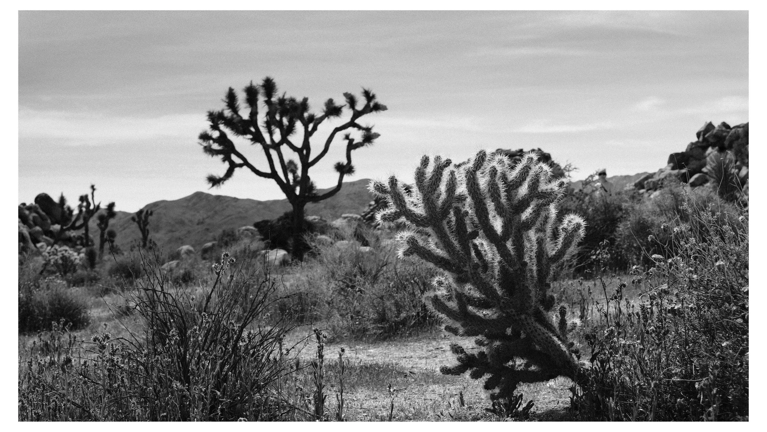 Black and white landscape of desert with several cacti, including a large cactus in the foreground and a treelike cactus in the background, with mountains and a cloudy sky in the distance.