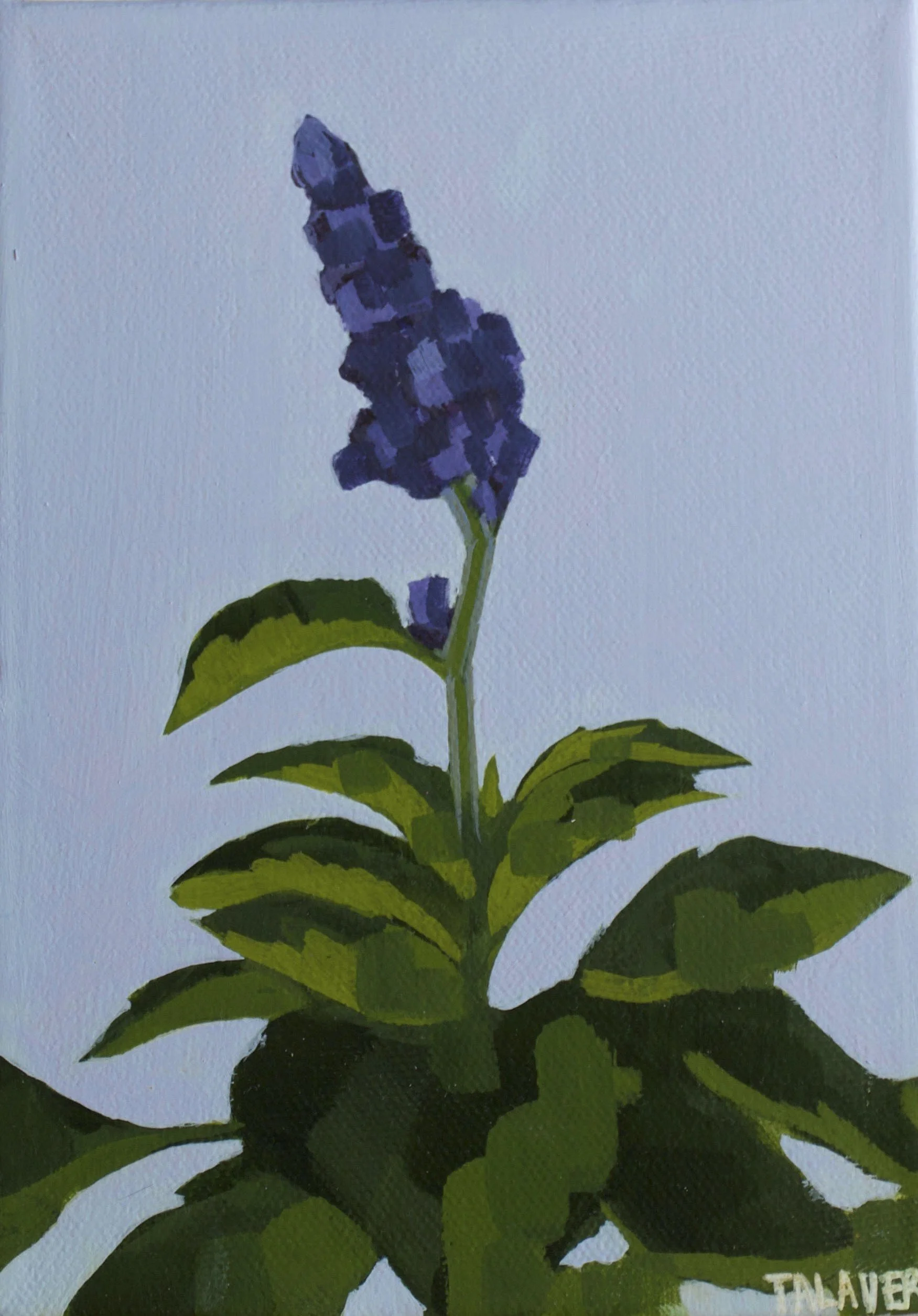lilac.JPG