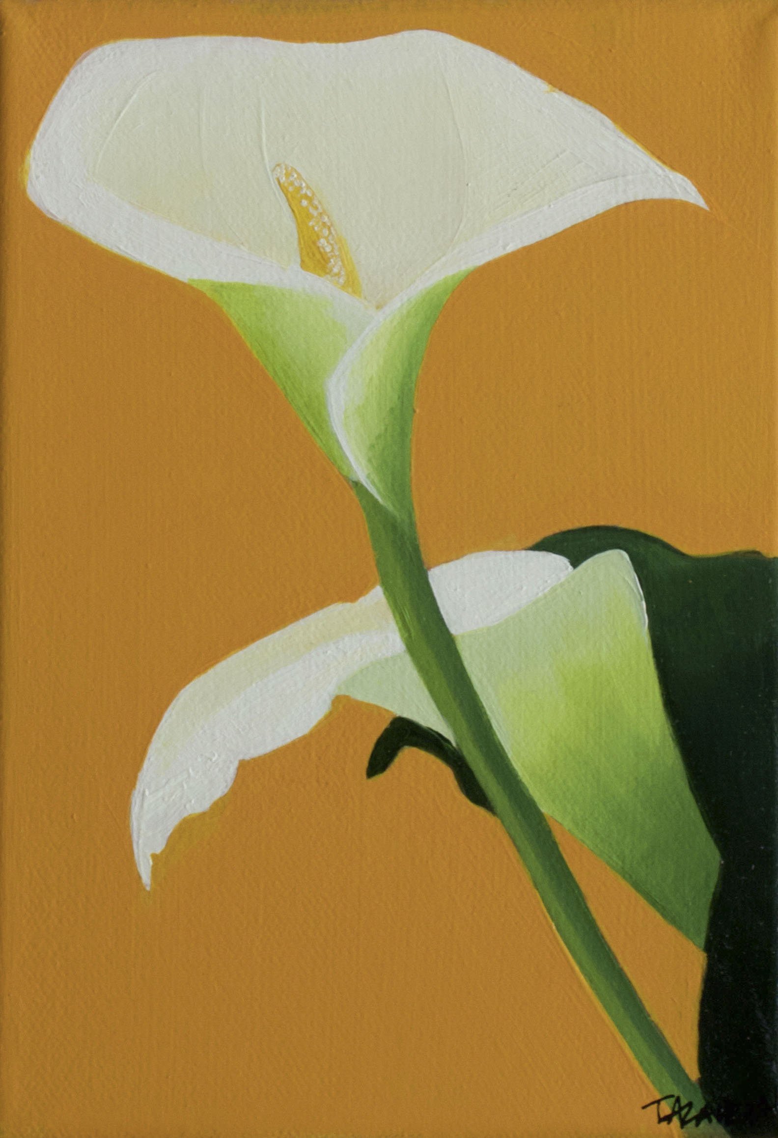 calla2.JPG