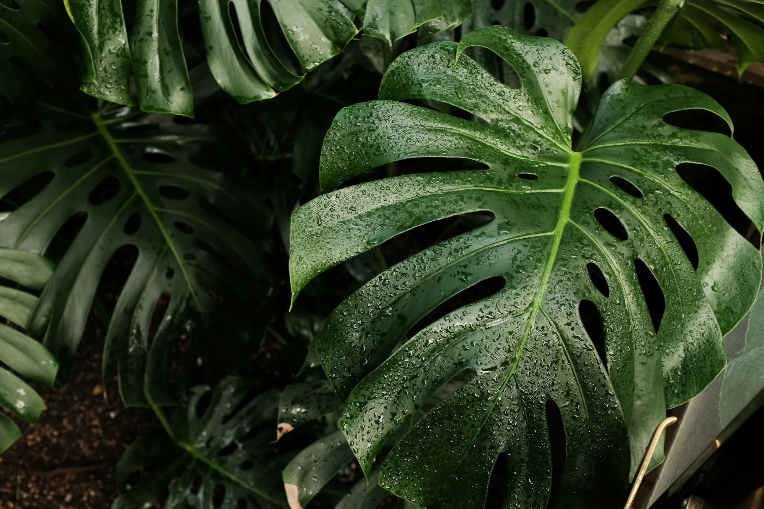Large green monstera leaves representing The Goodery's real-life wellness approach