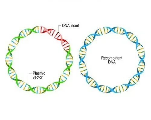 Addressing the Plasmid DNA Manufacturing Bottleneck