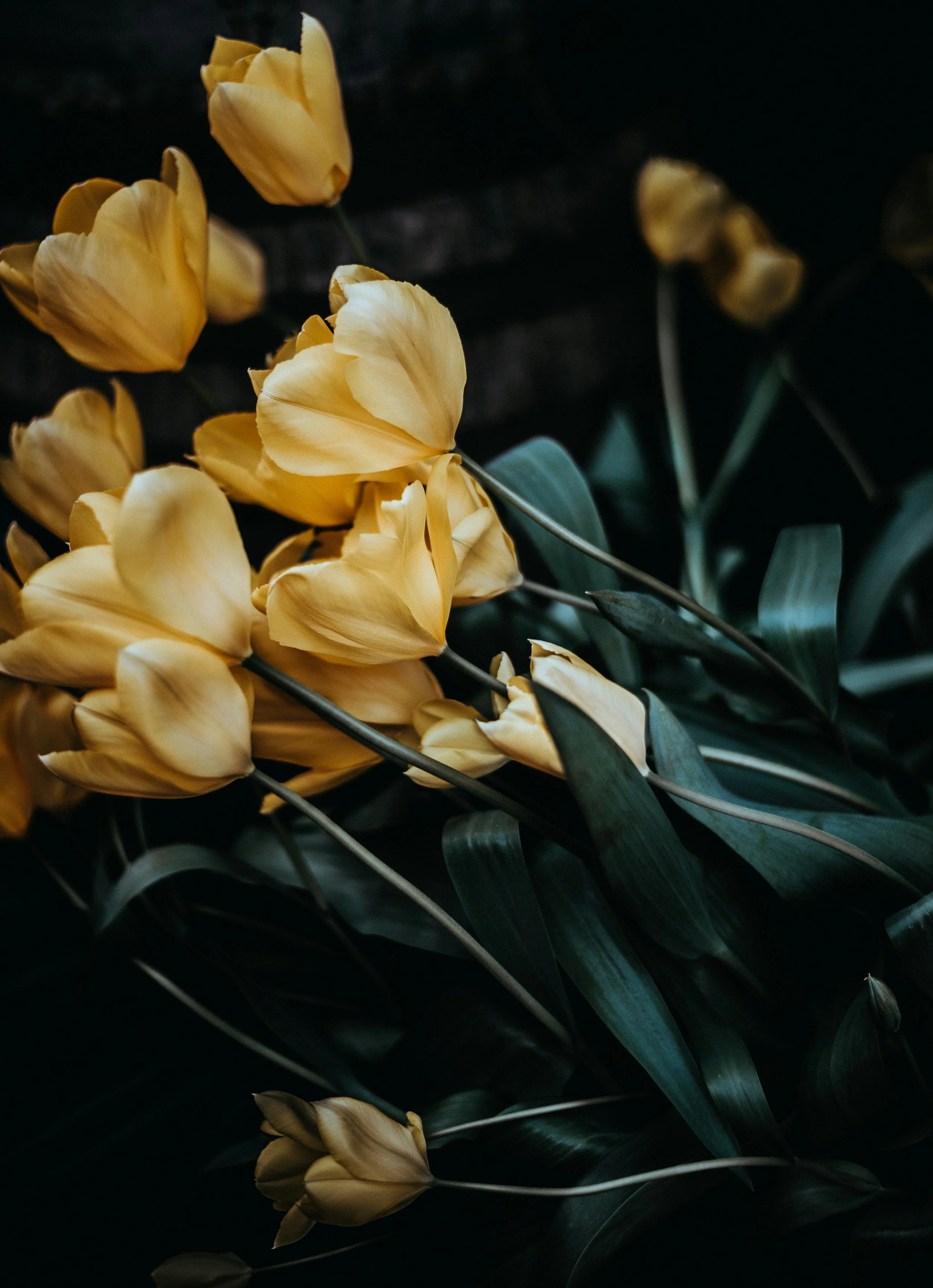 Tulip- A Herald of Spring