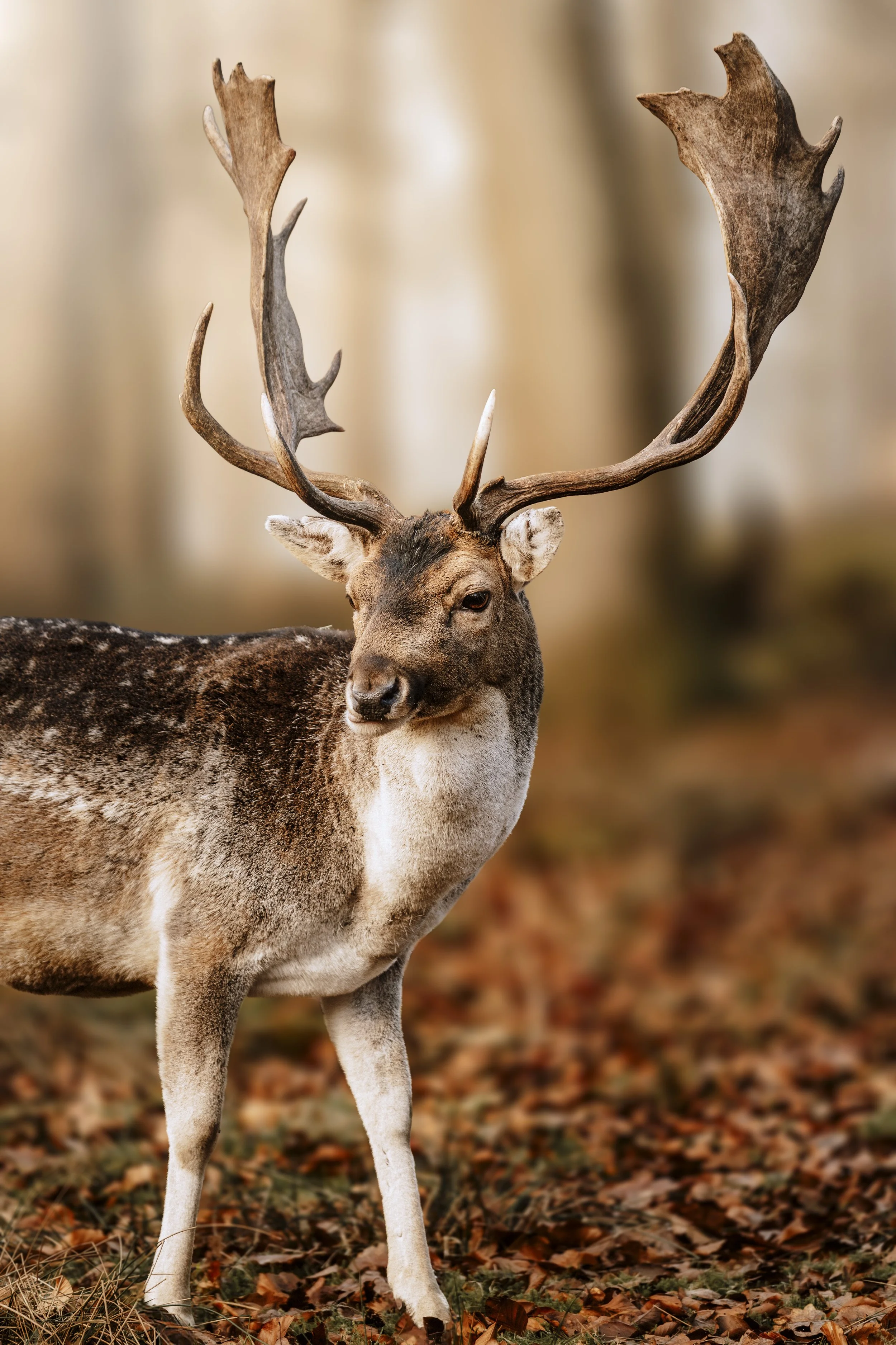 Fotoshooting beim Wildguide in Silberborn mit Damwild
