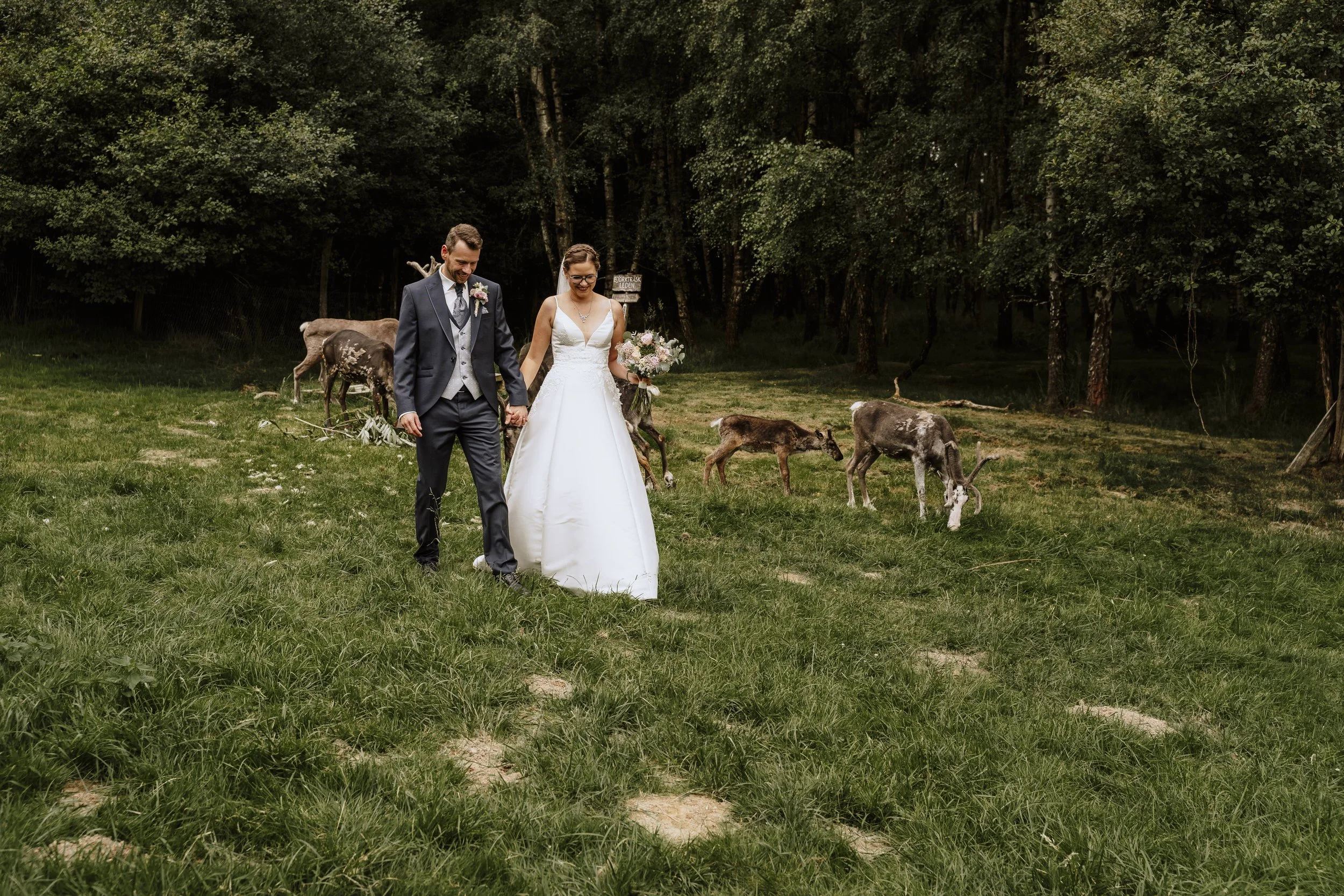 Brautpaar Hand in Hand auf der Wiese, umgeben von grasenden Rentieren – Hochzeitsfotos im Tierpark Sababurg