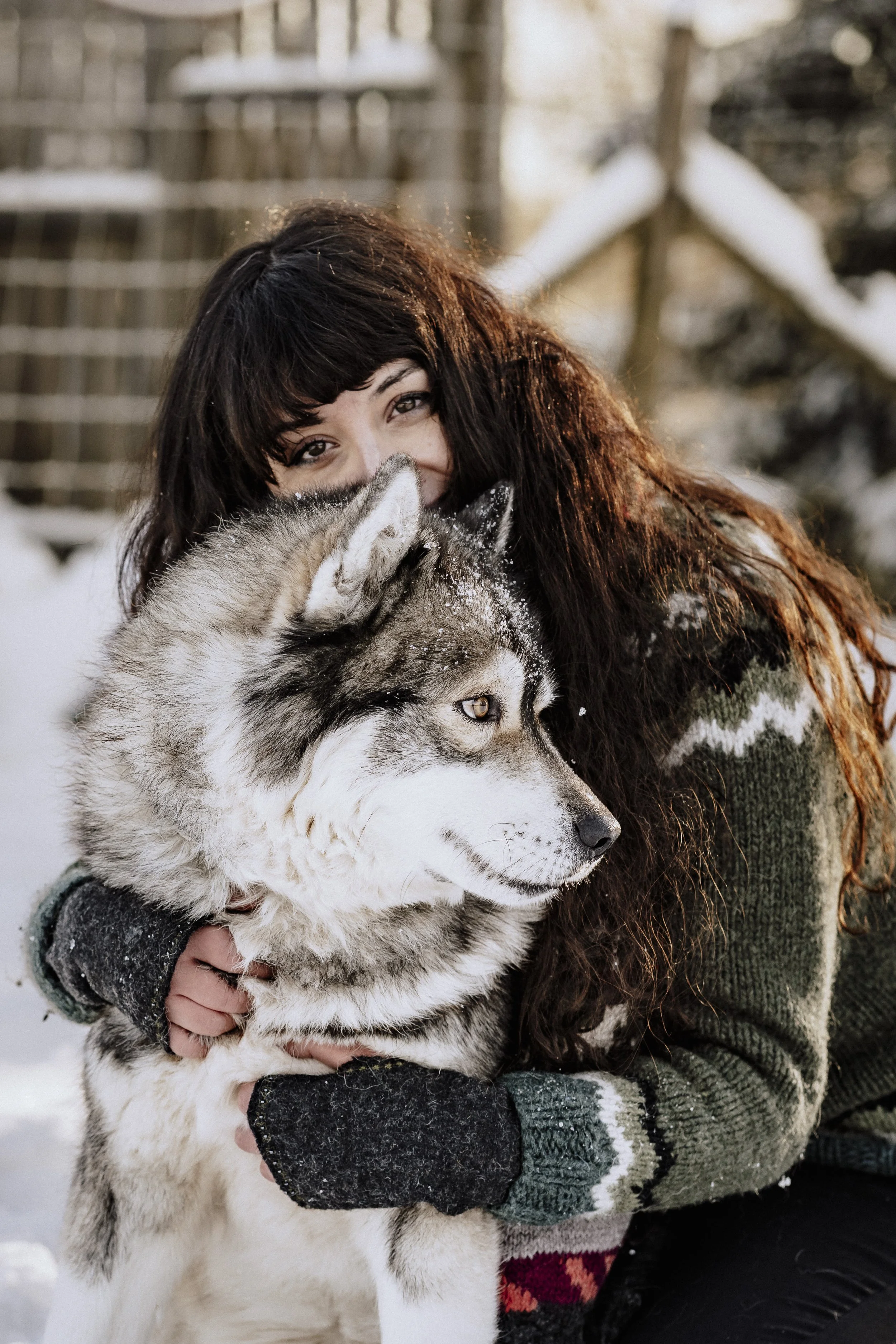 Erlebnis Fotoshooting beim Wildguide in Silberborn mit Damwild Huskys und Greifvögel