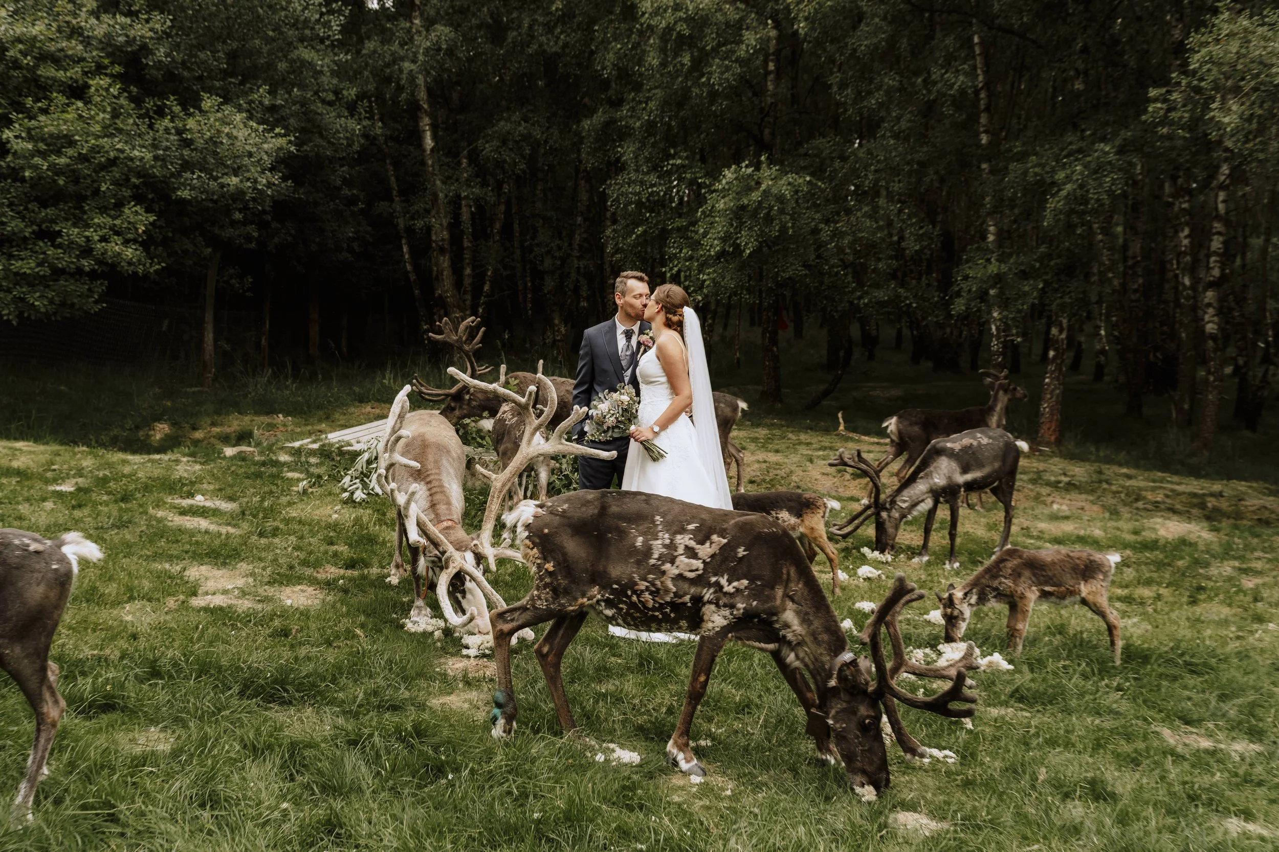 Zärtlicher Kuss des Brautpaars zwischen einer Herde Rentiere auf der Waldlichtung – Hochzeitsfotograf Tierpark Sababurg