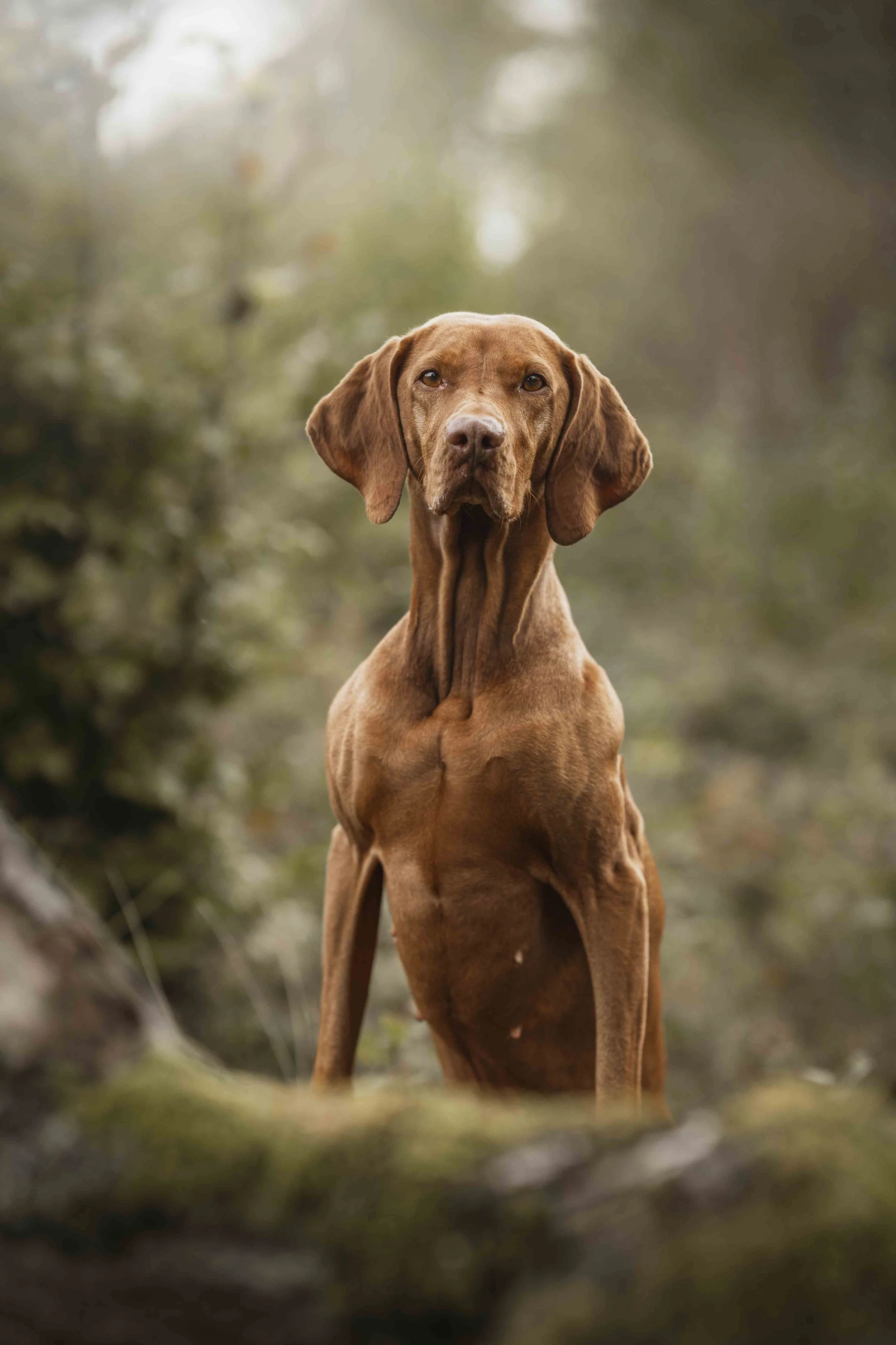 Fotoshooting Hund Höxter Detmold Paderborn