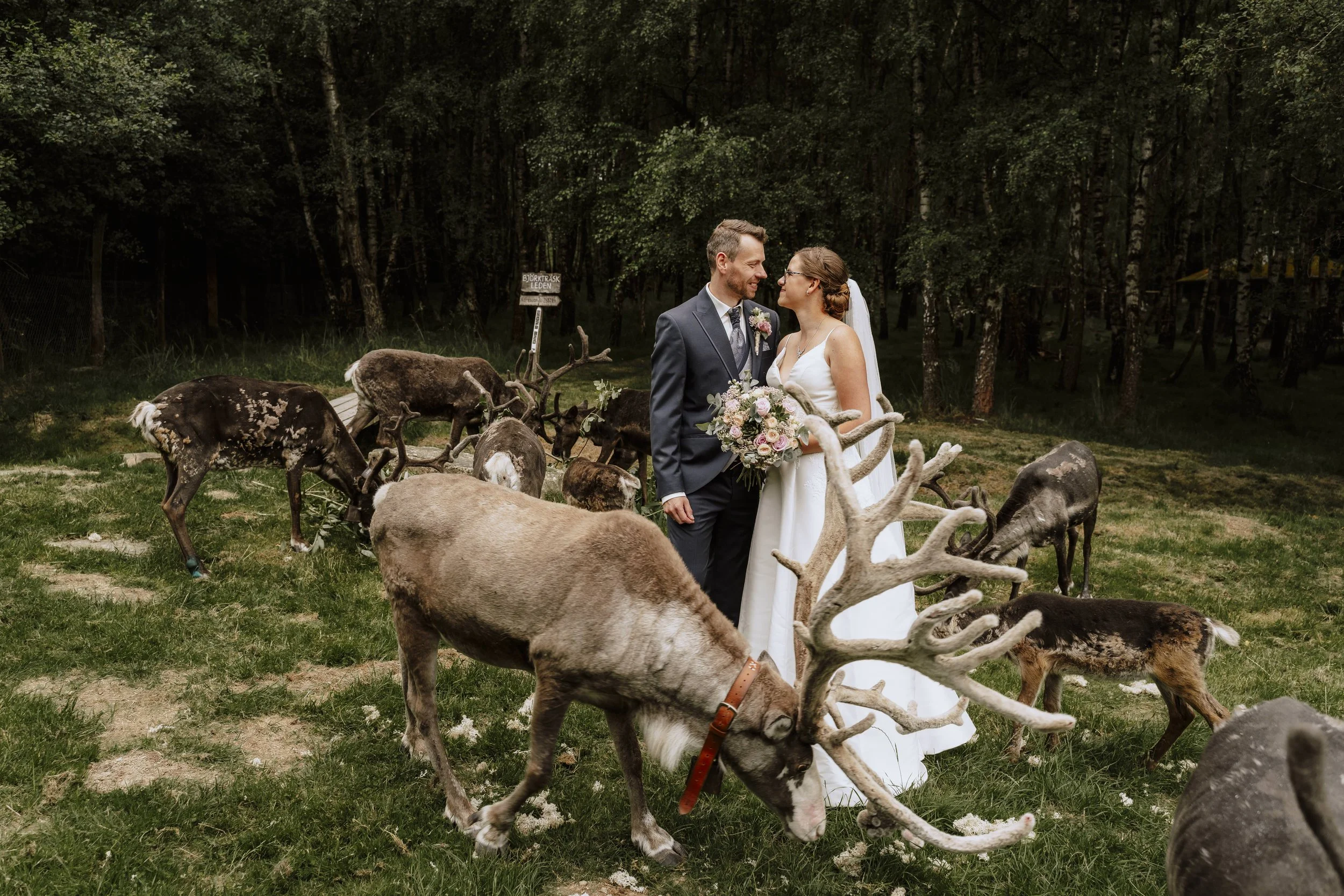 Brautpaar im Liebesblick, im Vordergrund ein Rentier mit imposantem Geweih beim Grasen – kreative Hochzeitsfotografie im Wildpark