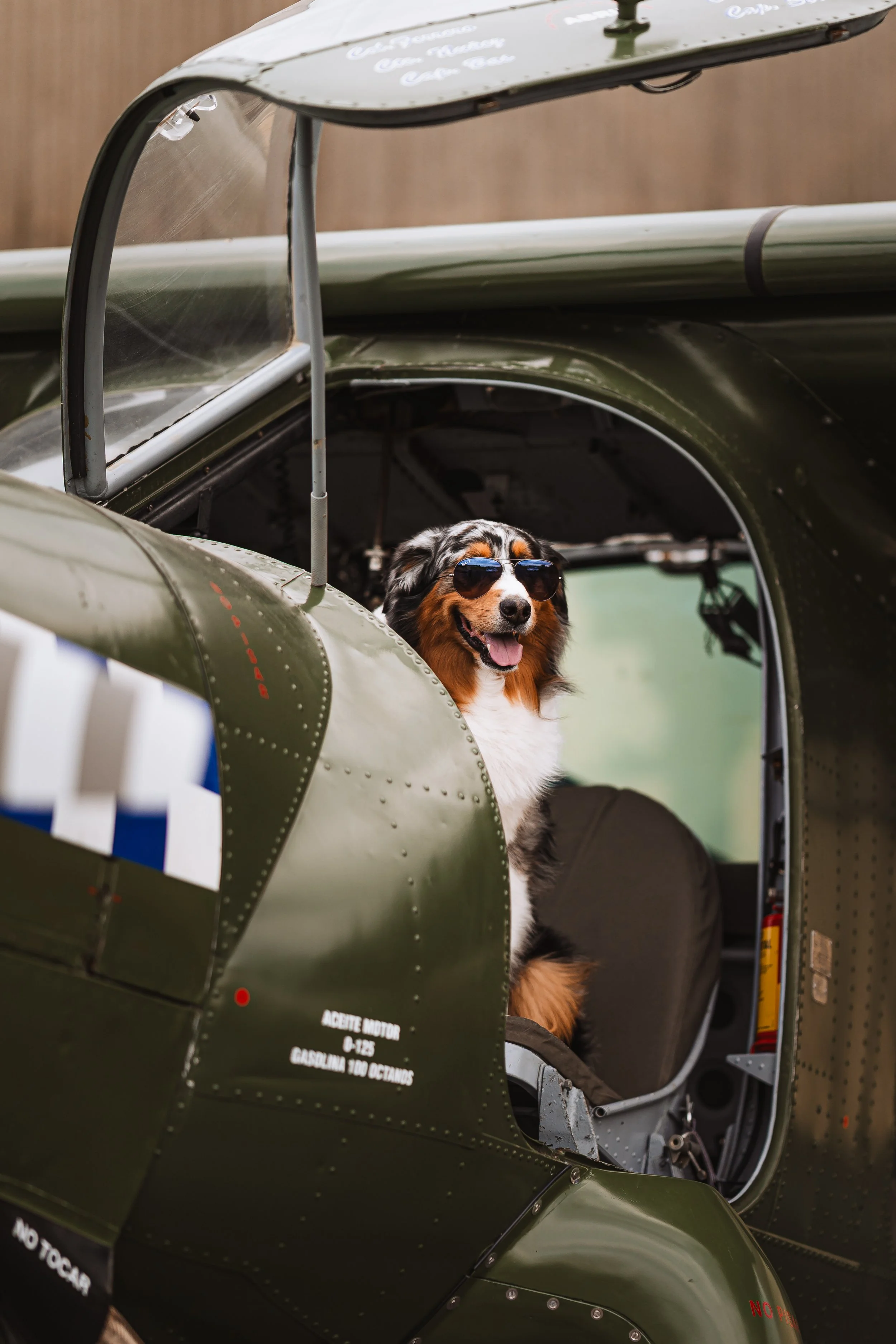Fotoshooting Hund Höxter Detmold Paderborn