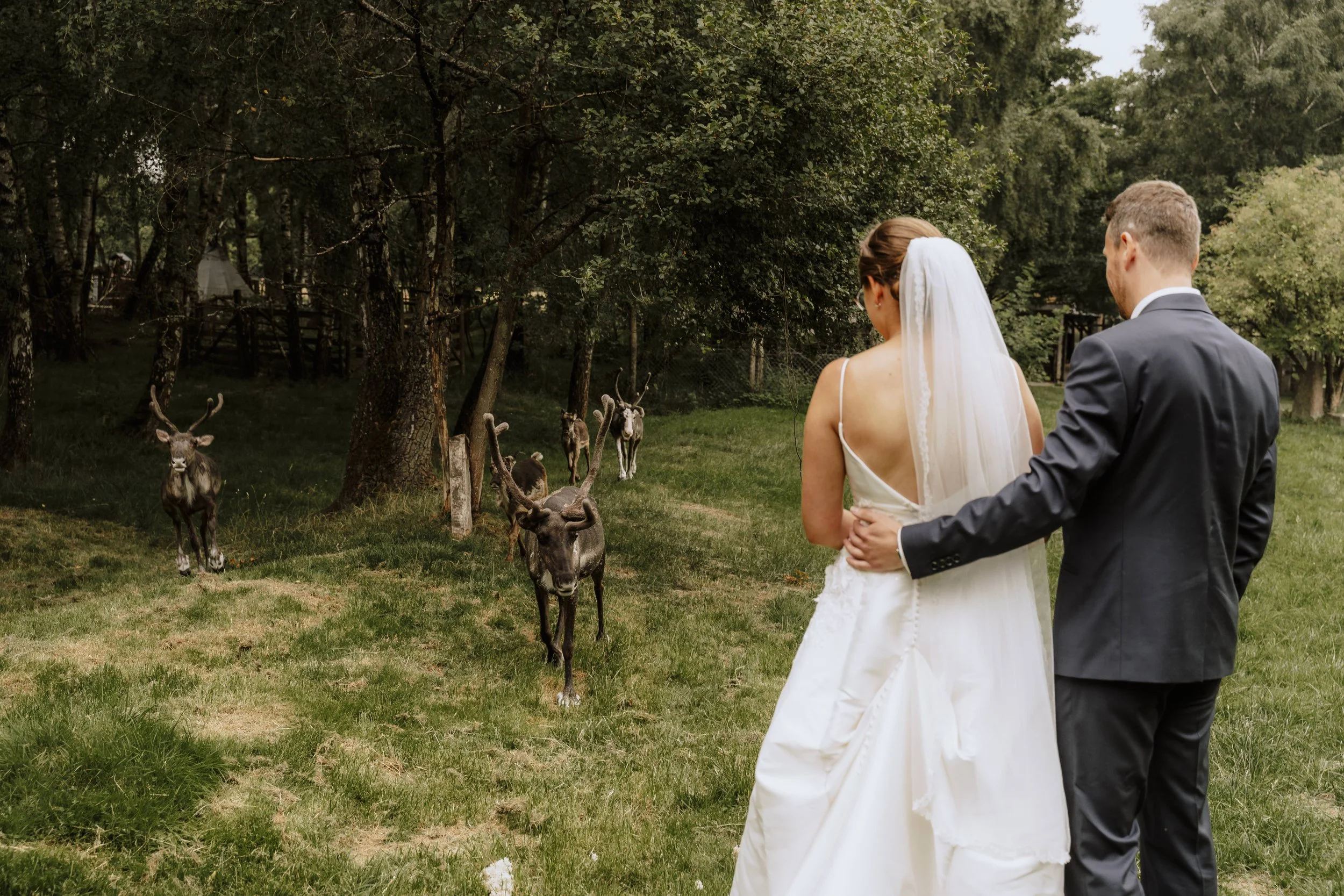 Brautpaar von hinten beobachtet neugierige Rentiere, die auf der Wiese herannahen – Hochzeitsfotografie im Tierpark Sababurg