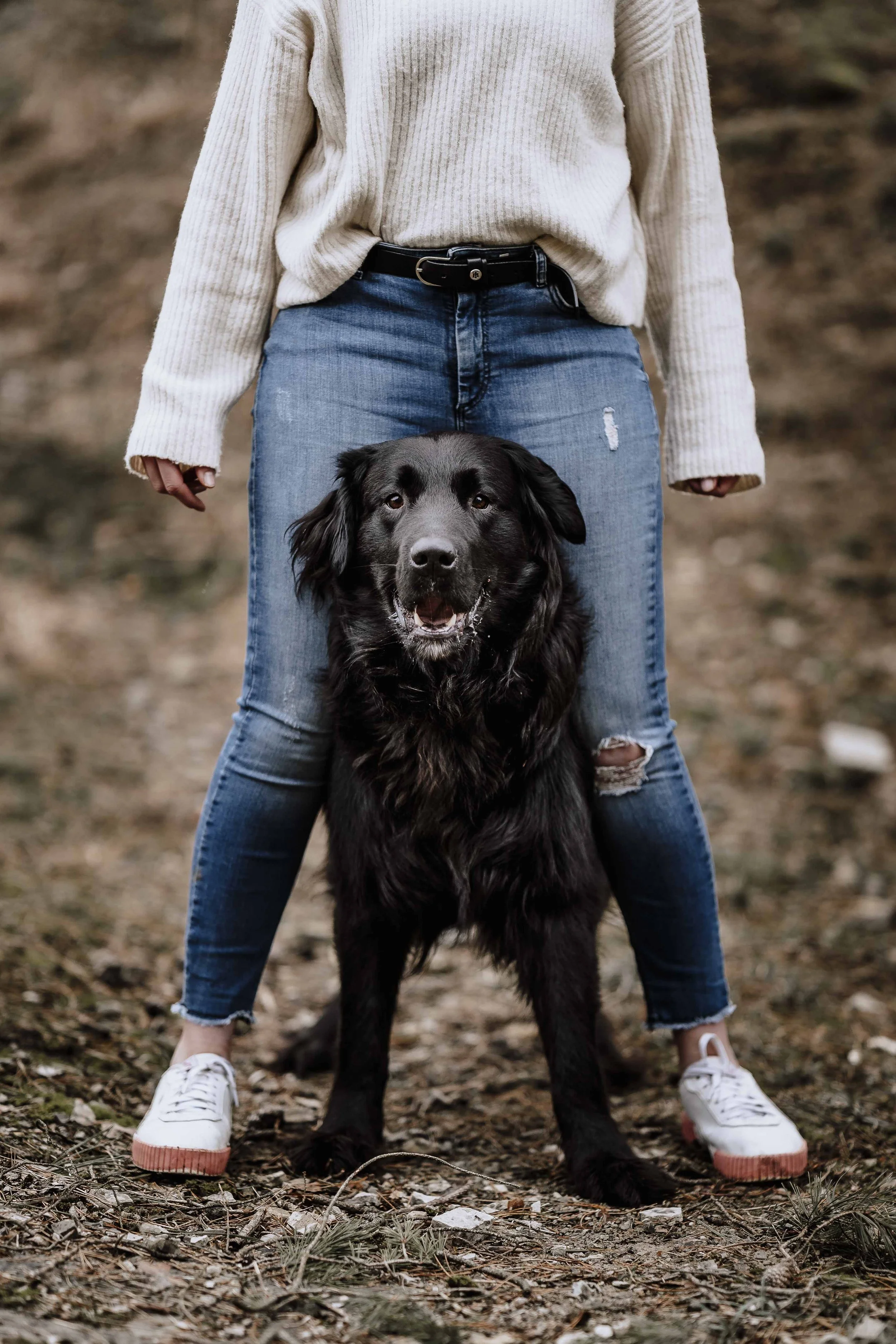Hunde Shooting im Kreis Höxter Solling Paderborn Fotograf im Kreis Höxter