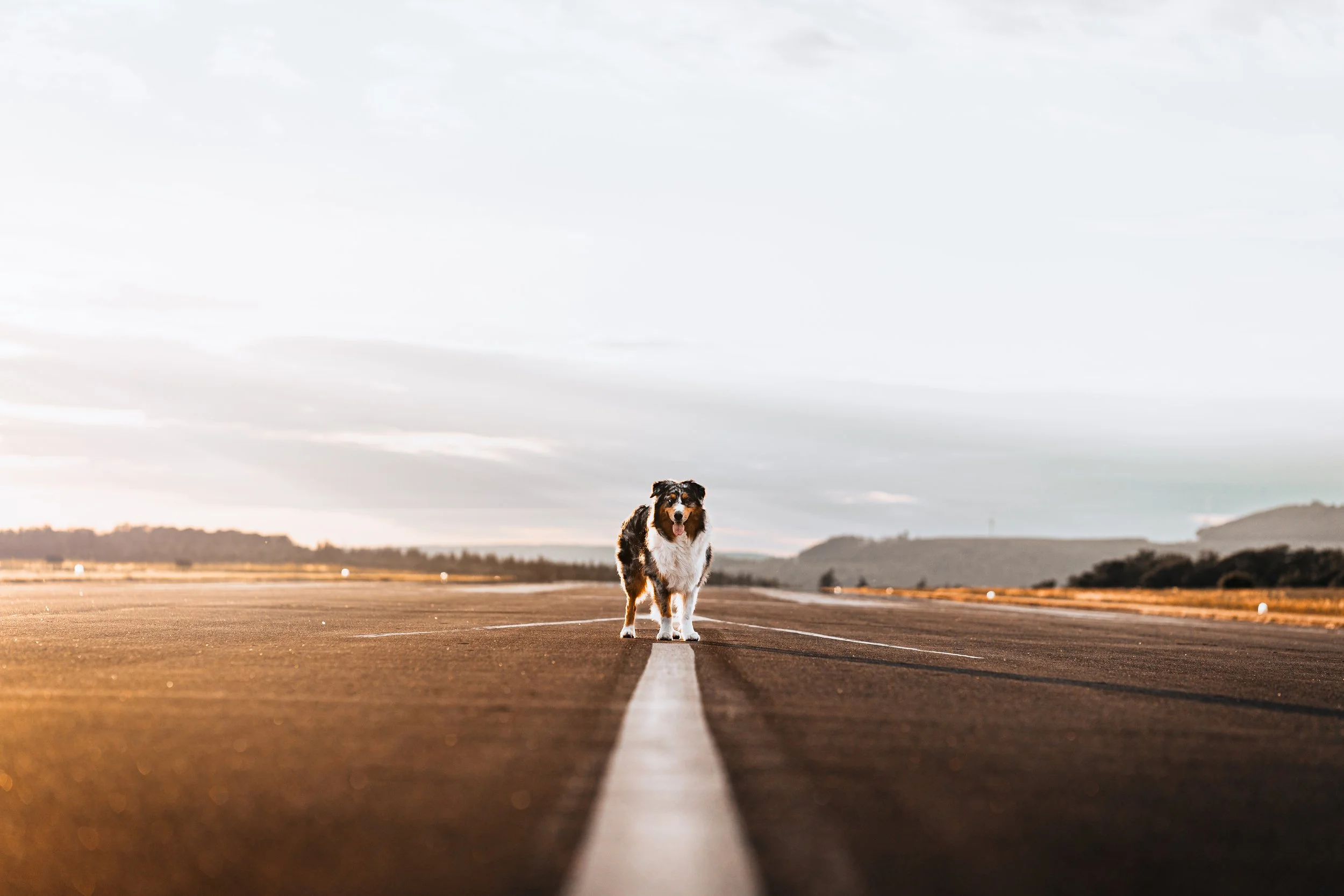 Fotoshooting Hund Höxter Detmold Paderborn