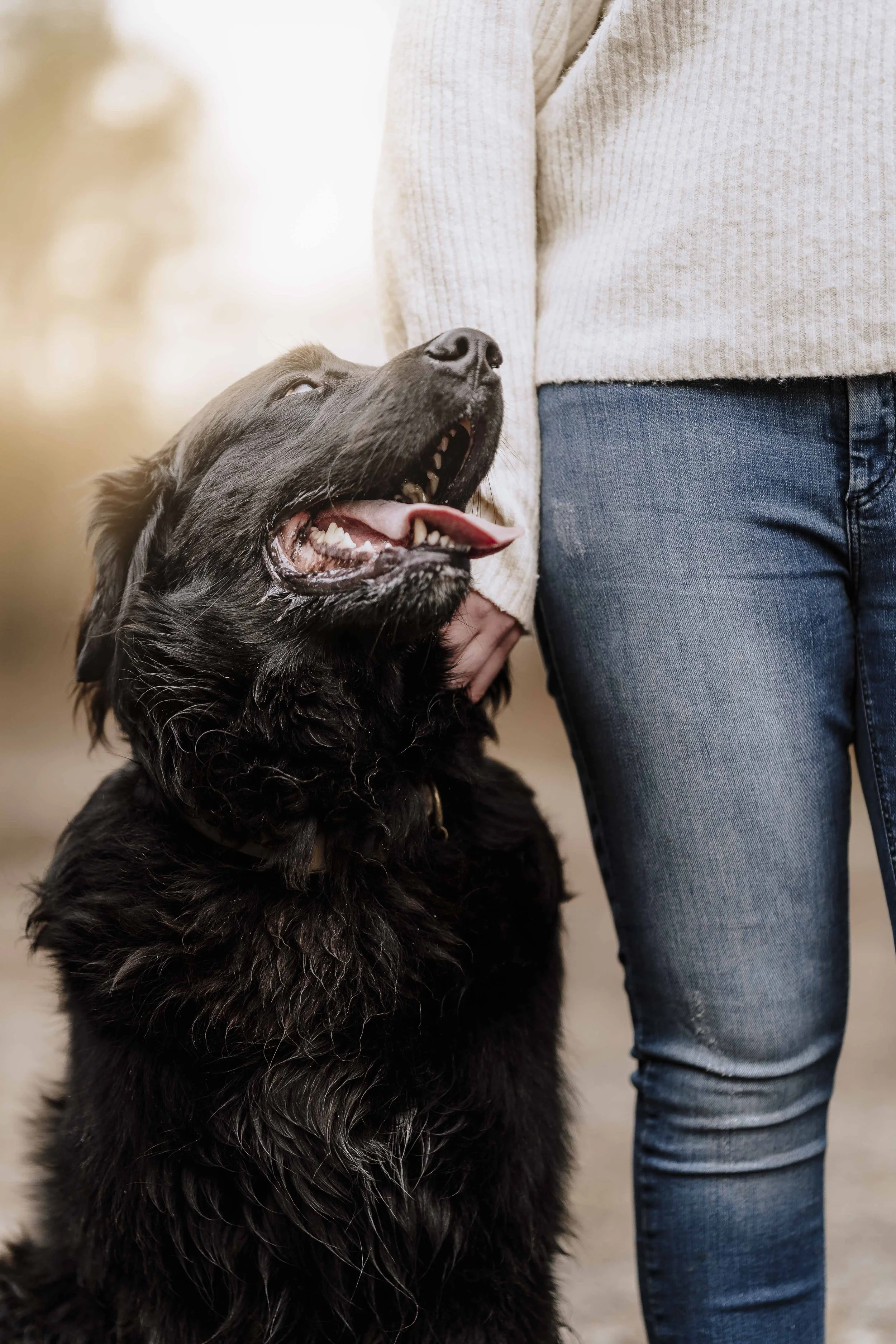 Fotoshooting Hund Höxter Detmold Paderborn