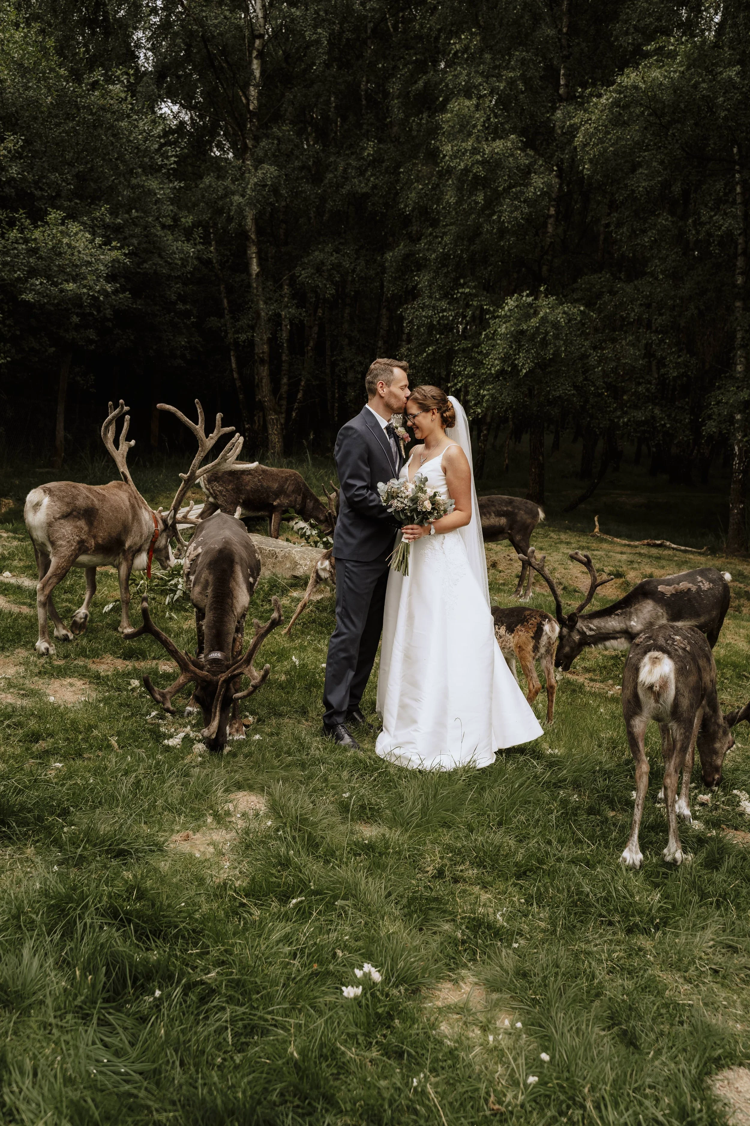 Bräutigam küsst Braut zärtlich auf die Stirn, umringt von Rentieren – romantisches Hochzeitsfoto im Tierpark Sababurg