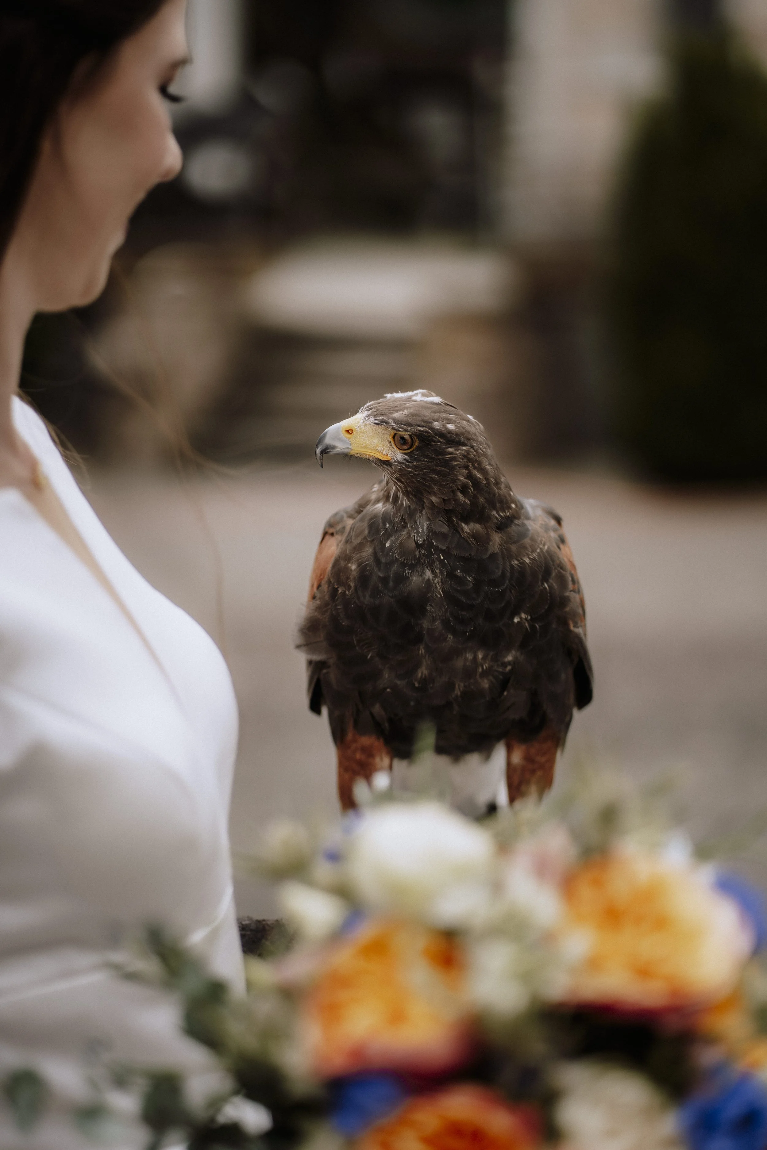 Fotoshooting beim Wildguide in Silberborn mit einem Greifvogel