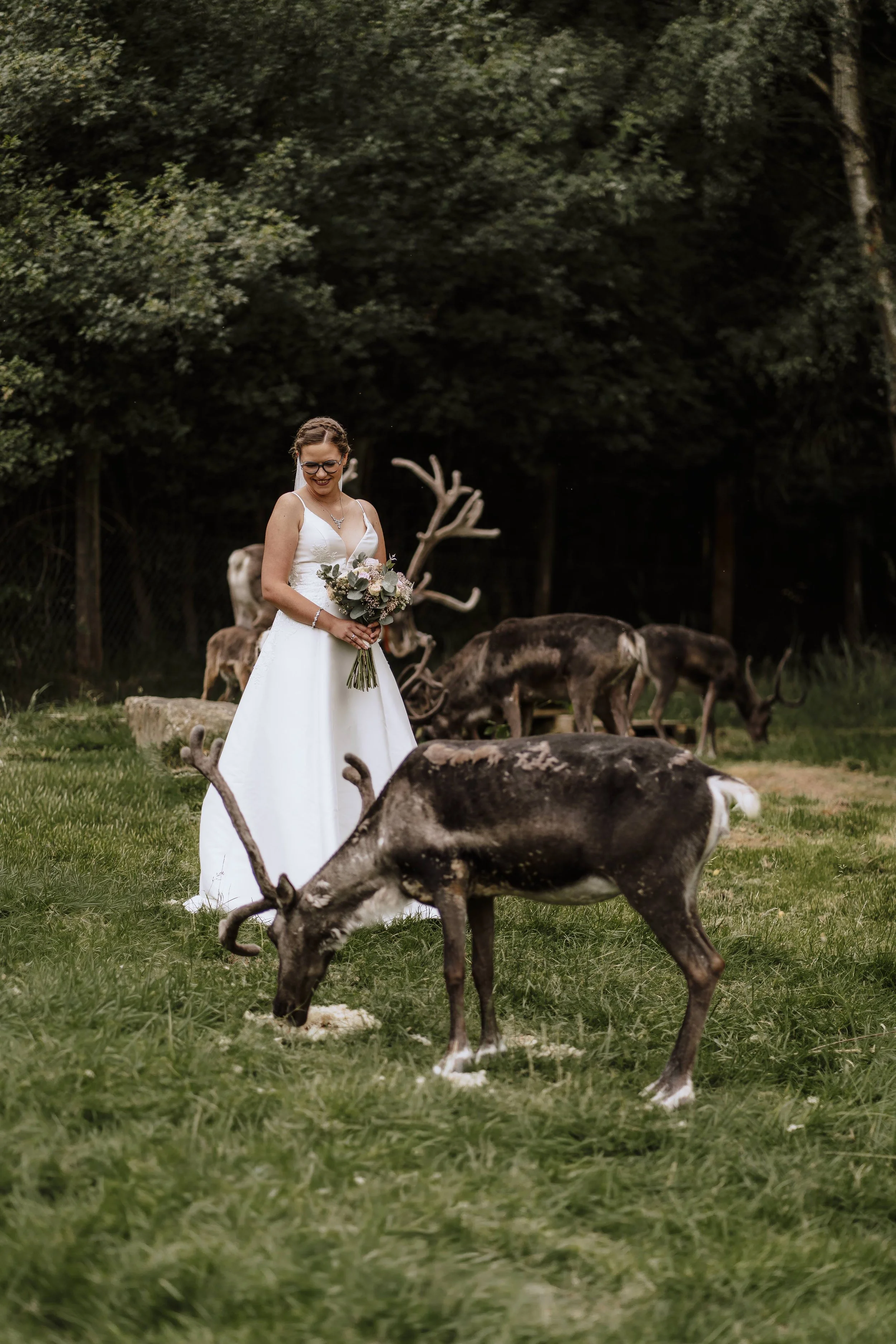 Braut im Brautkleid inmitten einer Rentierherde beim Grasen – stimmungsvolles Hochzeitsfoto im Wildpark