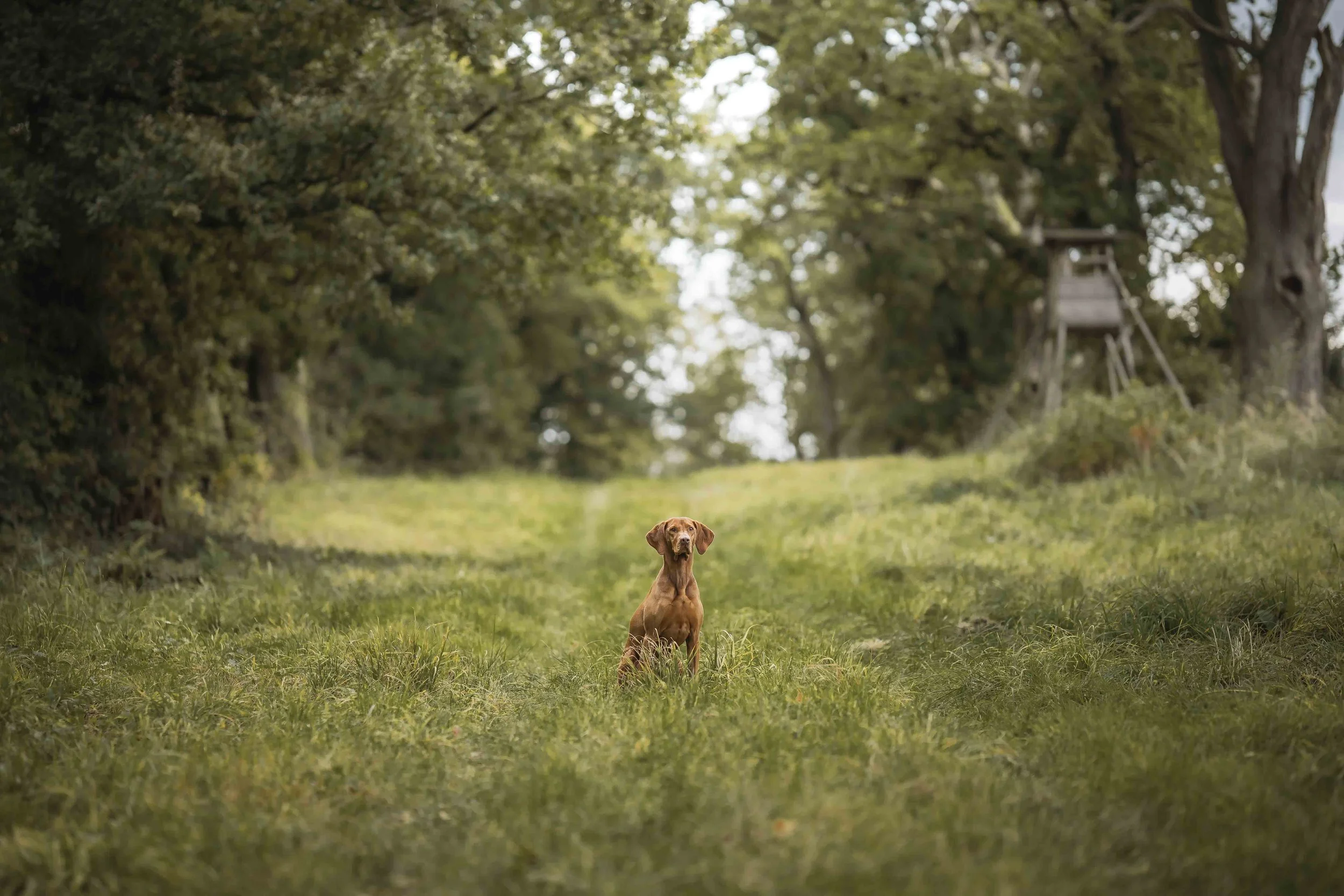 Fotoshooting Hund Höxter Detmold Paderborn