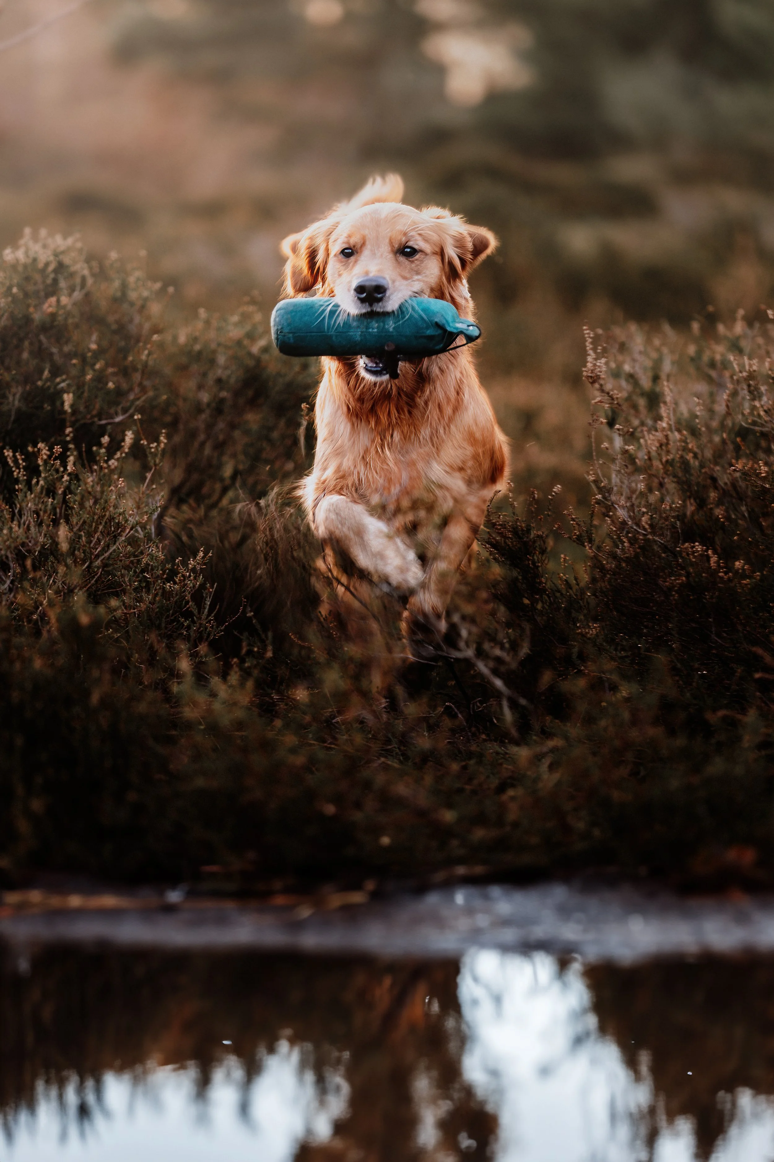 Golden Retriever beim arbeiten mit Dummys