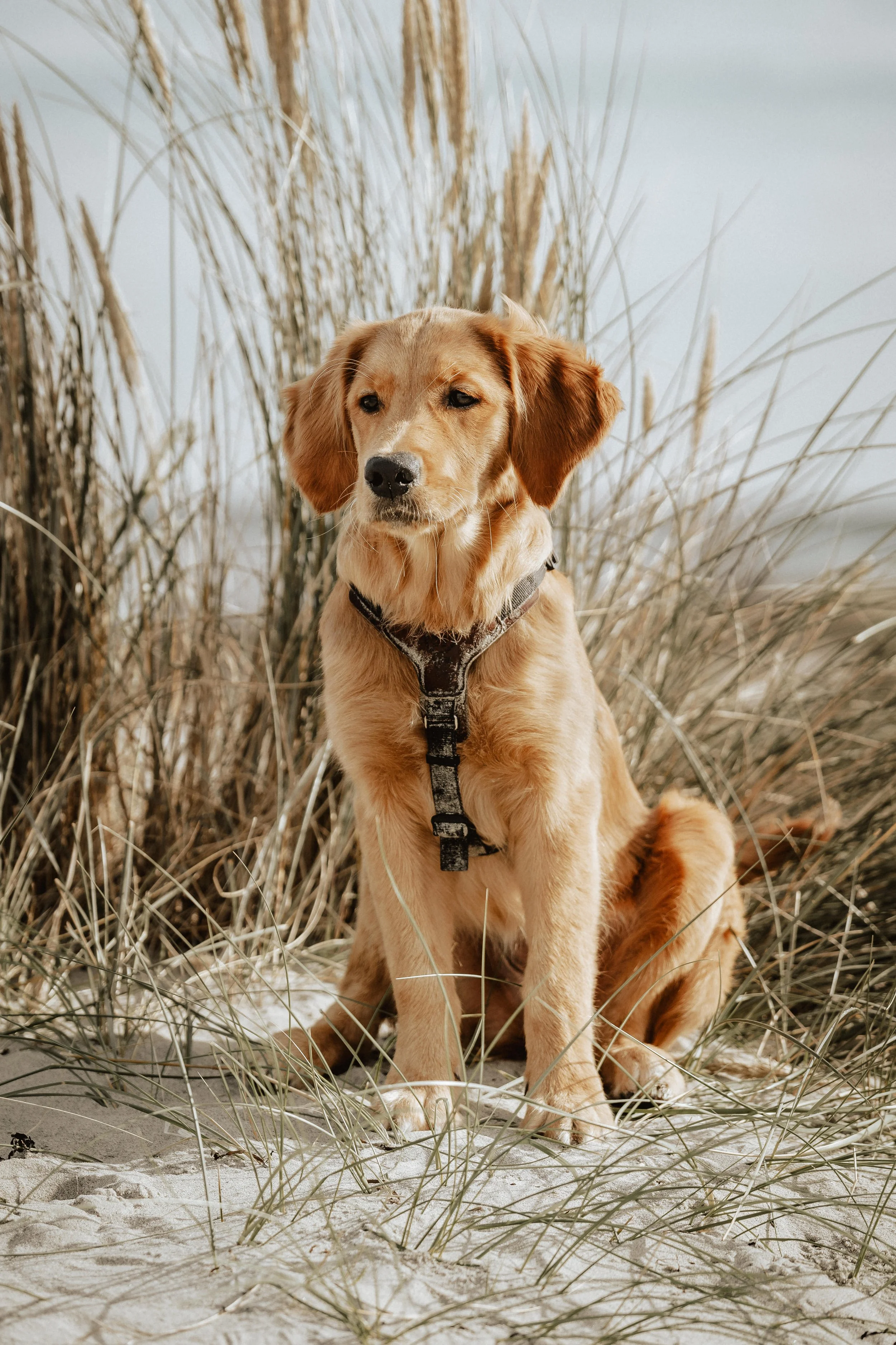 Golden Retriever Hunde Fotos