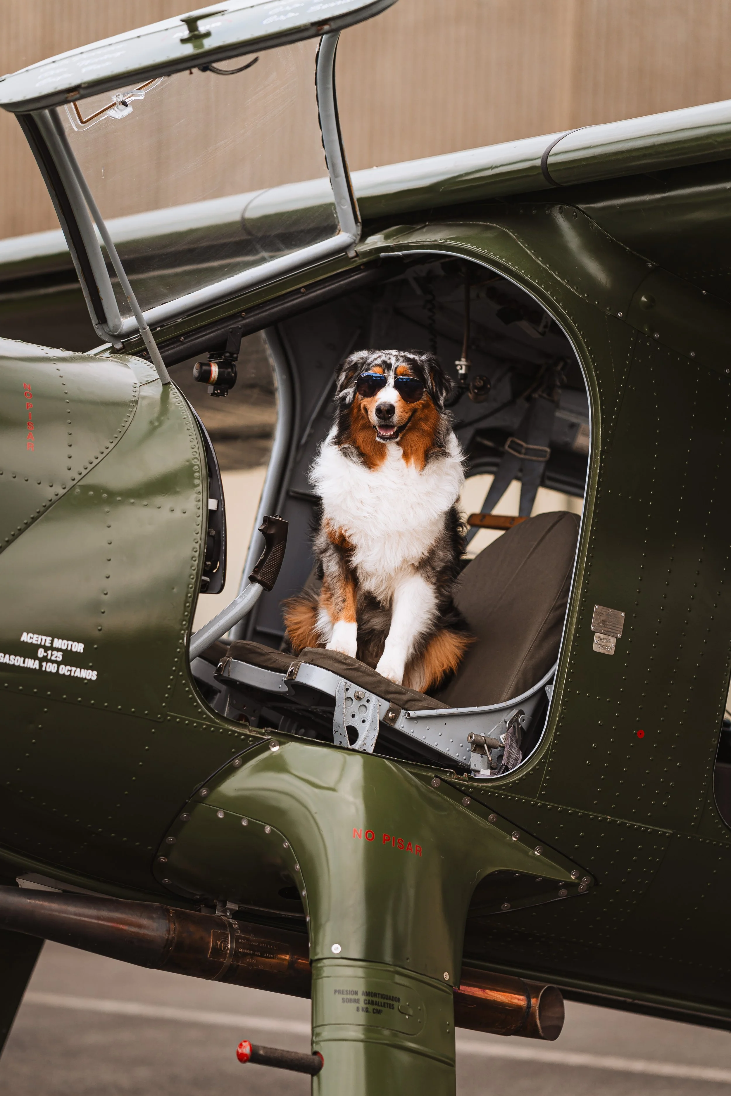 Fotoshooting Hund Höxter Detmold Paderborn