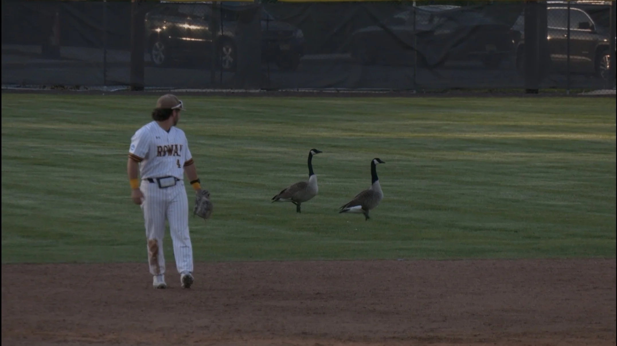 Goose on the Loose