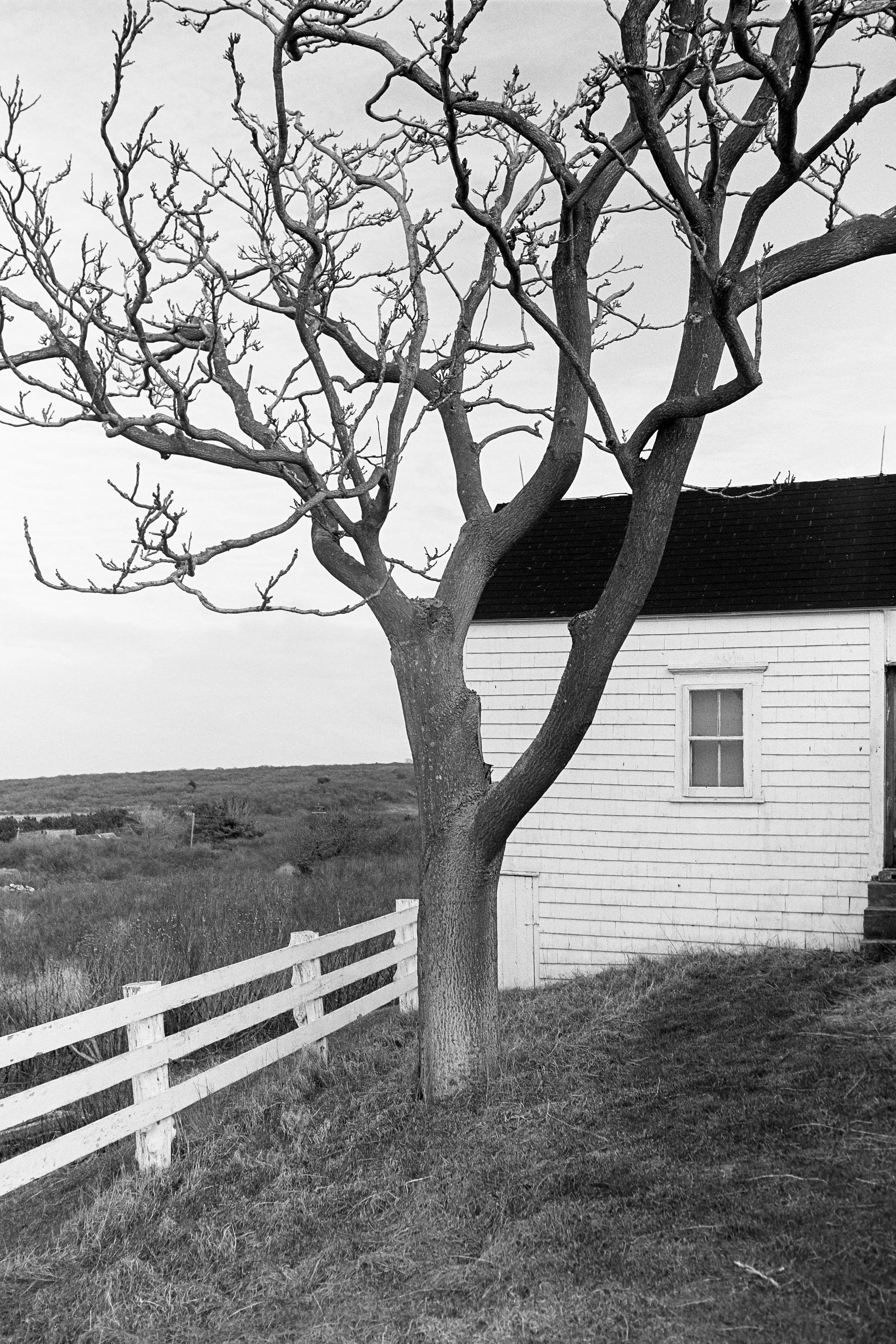South of Sachem Pond, 1977