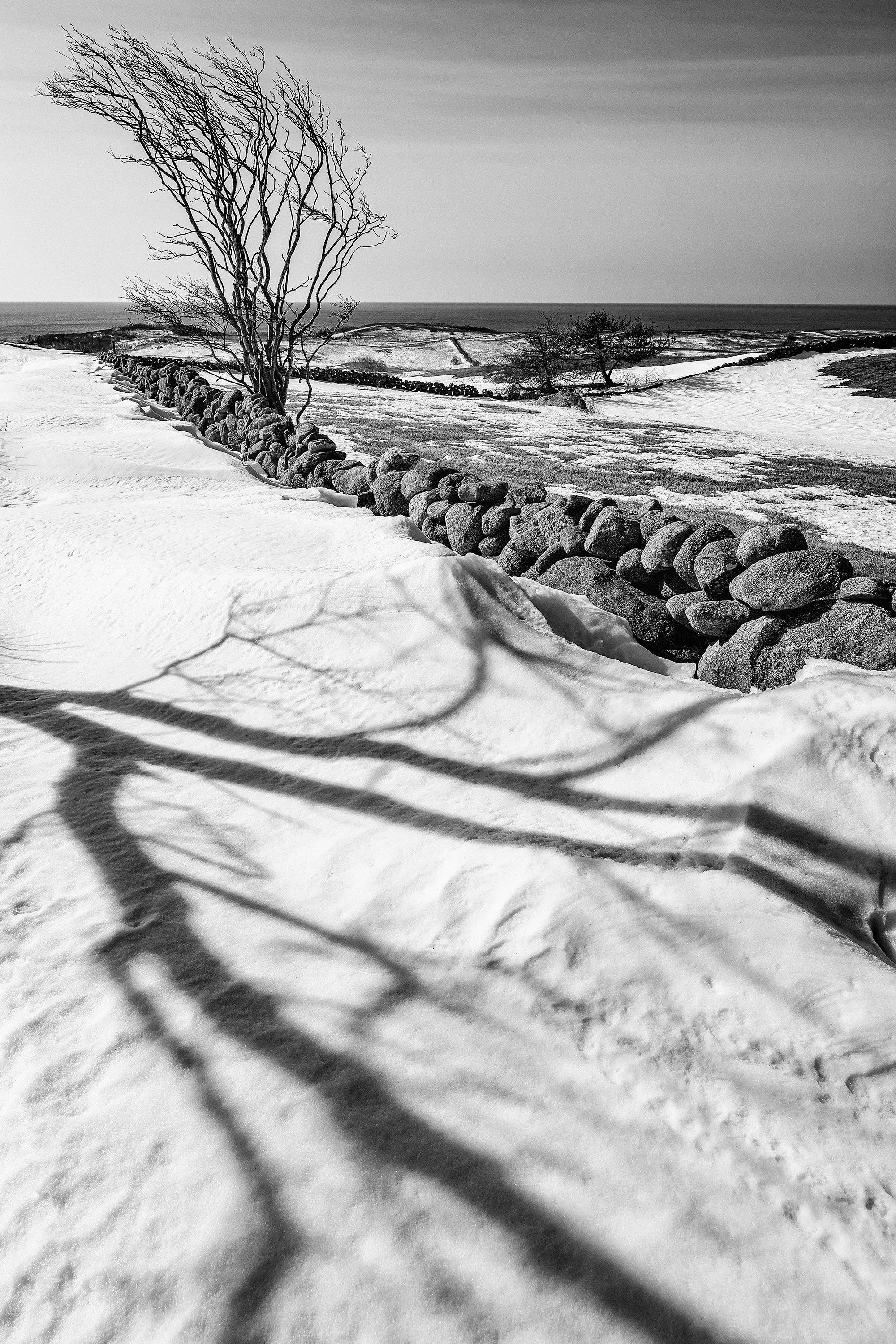 Winter Shadows, Lewis Farm, 2026