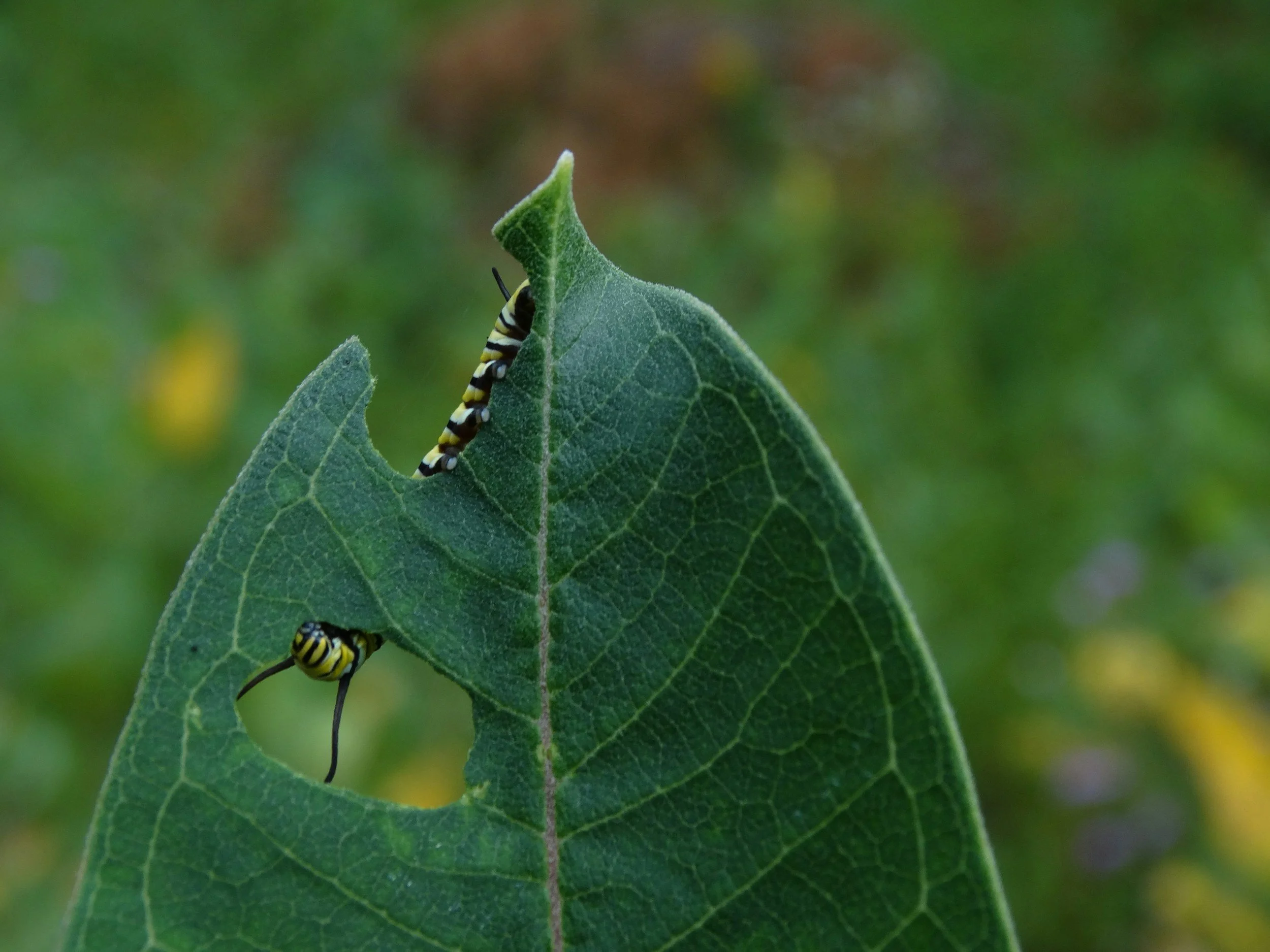 A caterpillar with black, yellow, and white markings crawling on a green leaf.