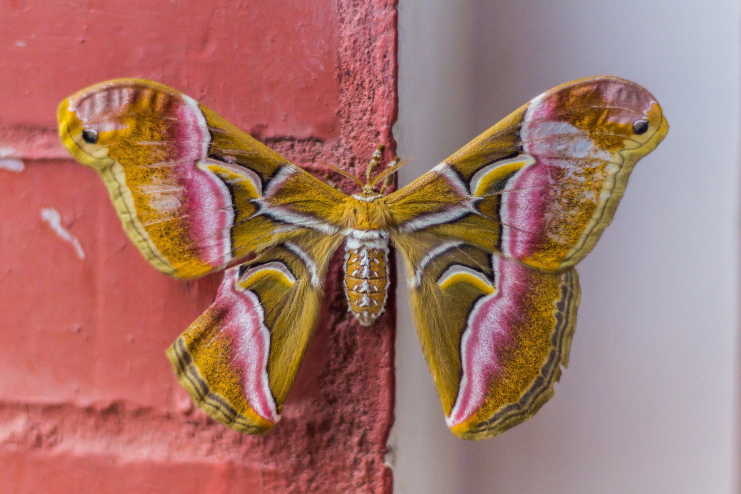 Close-up of a large yellow moth with intricate pink, white, black, and brown markings on its wings, perched on a brick wall with a white wall in the background.