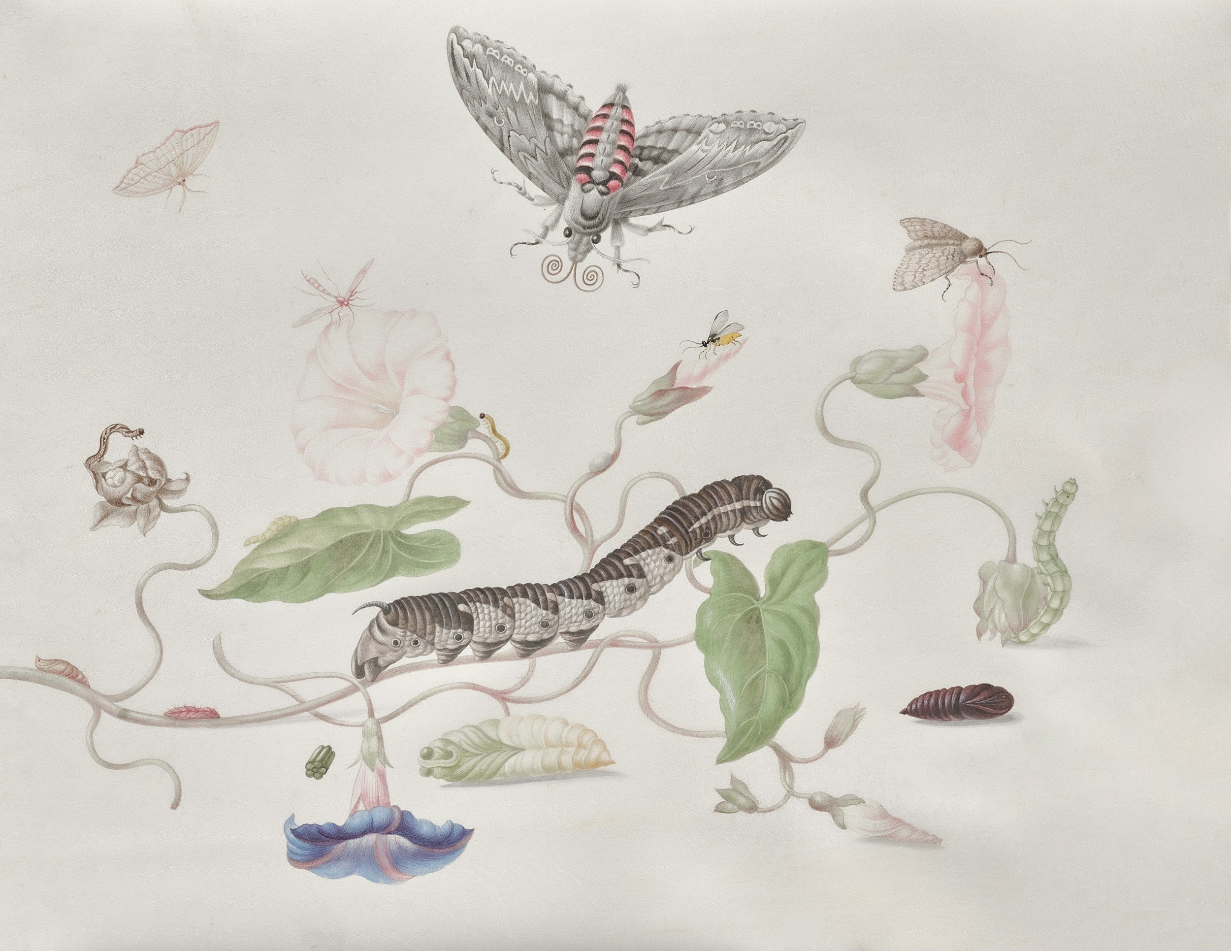 A detailed botanical illustration featuring butterflies, caterpillars, and various flowers and leaves, with a soft pastel color palette.