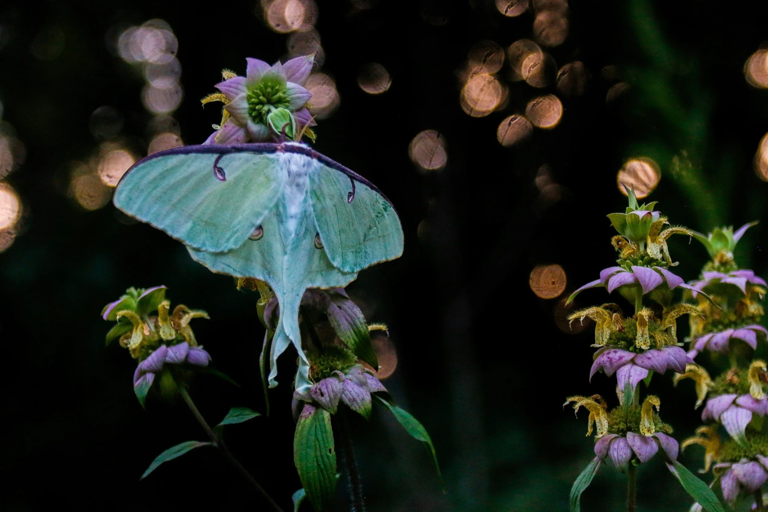 A luna moth perched on a small pinkish-purple flower with green buds, against a dark background with bokeh light spots.