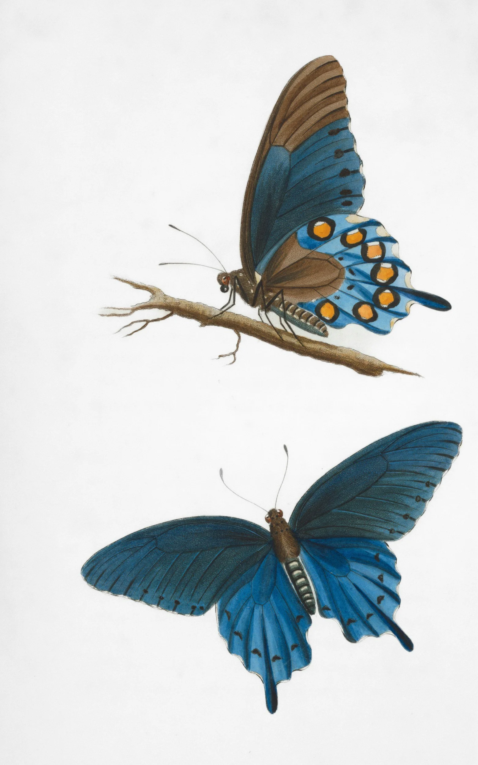 Illustration of two blue butterflies with black and orange markings on their wings. The top butterfly is perched on a brown branch and the bottom butterfly is flying.