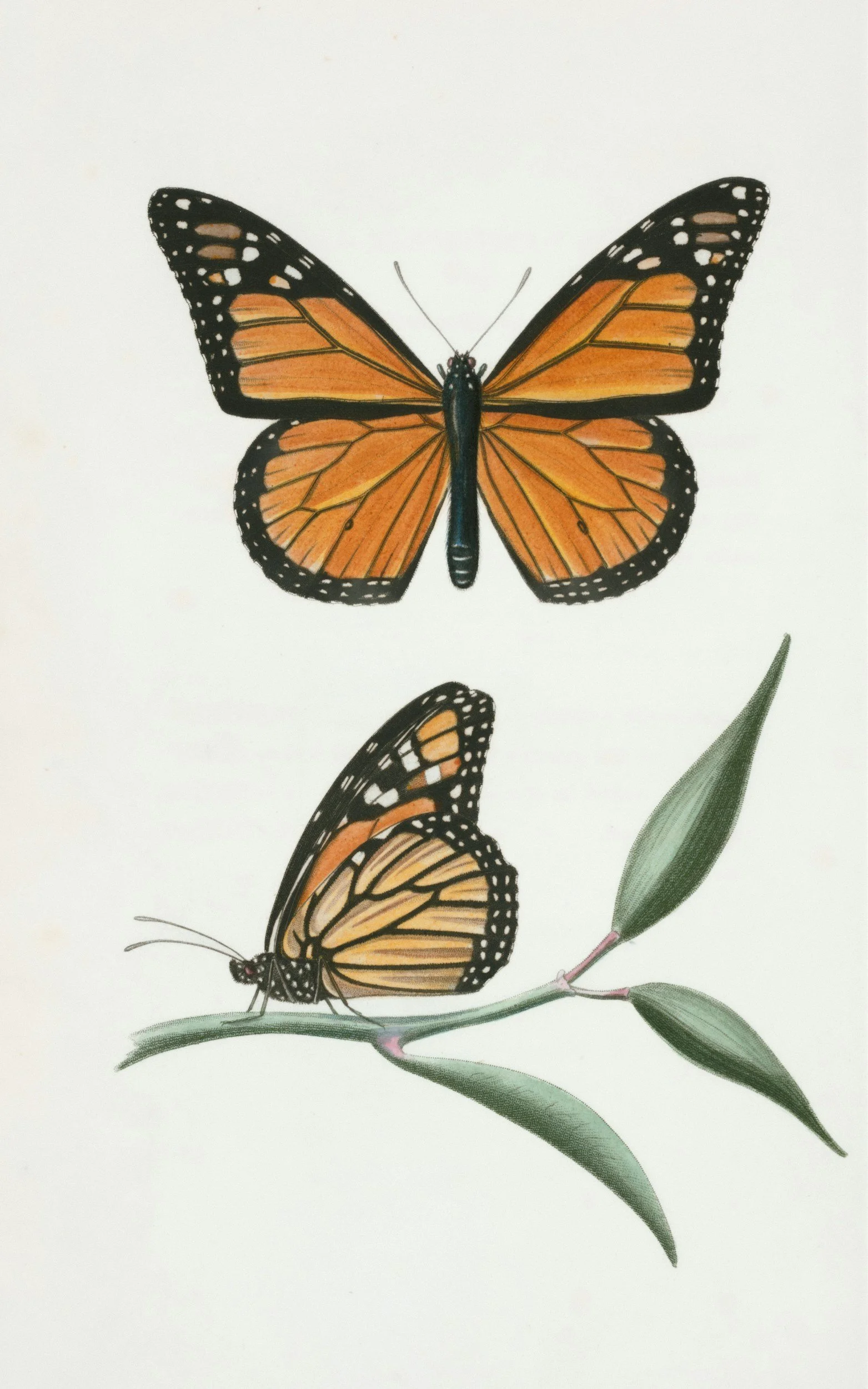 Illustration of two Monarch butterflies. The top butterfly is flying and the bottom butterfly is perched on green plant leaves with a plain white background.