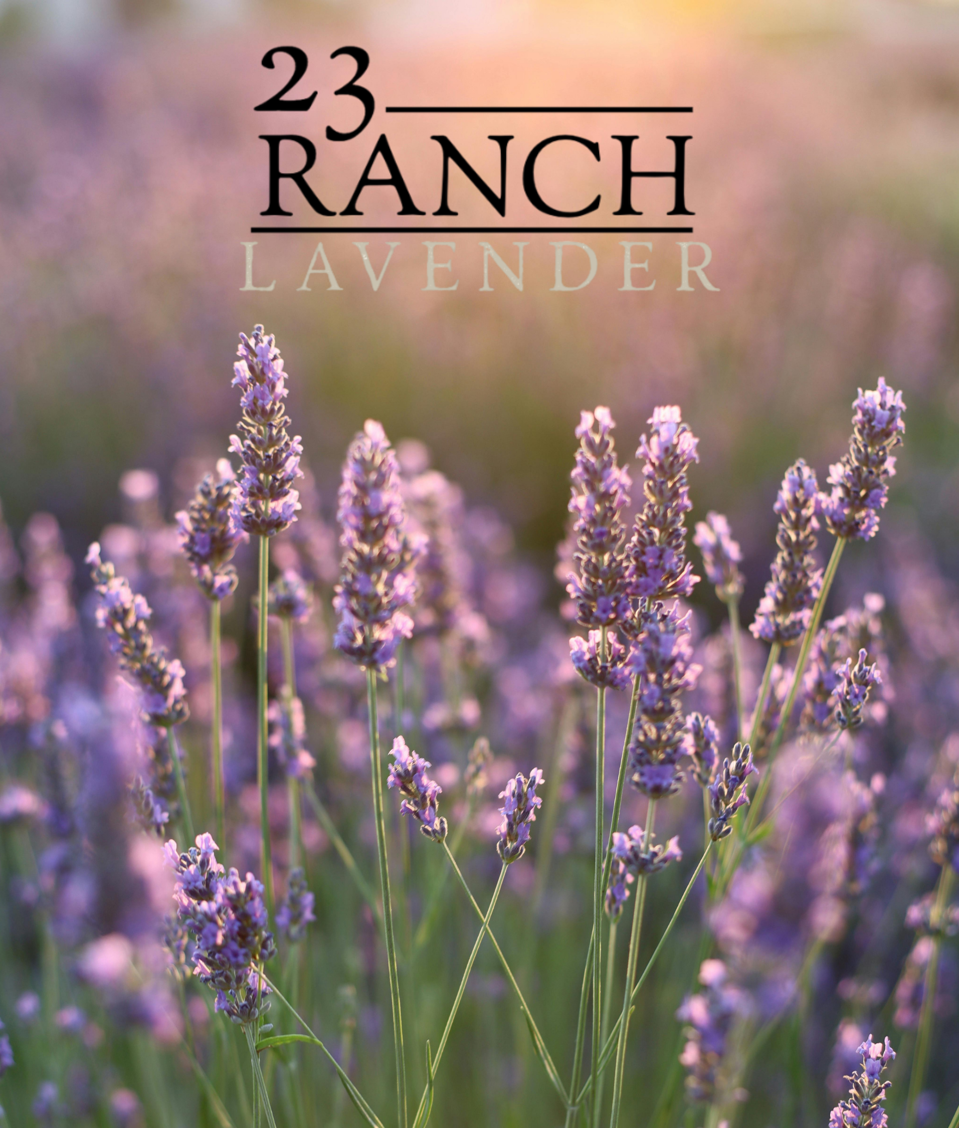 Close-up of purple lavender flowers in a garden with blurred background.