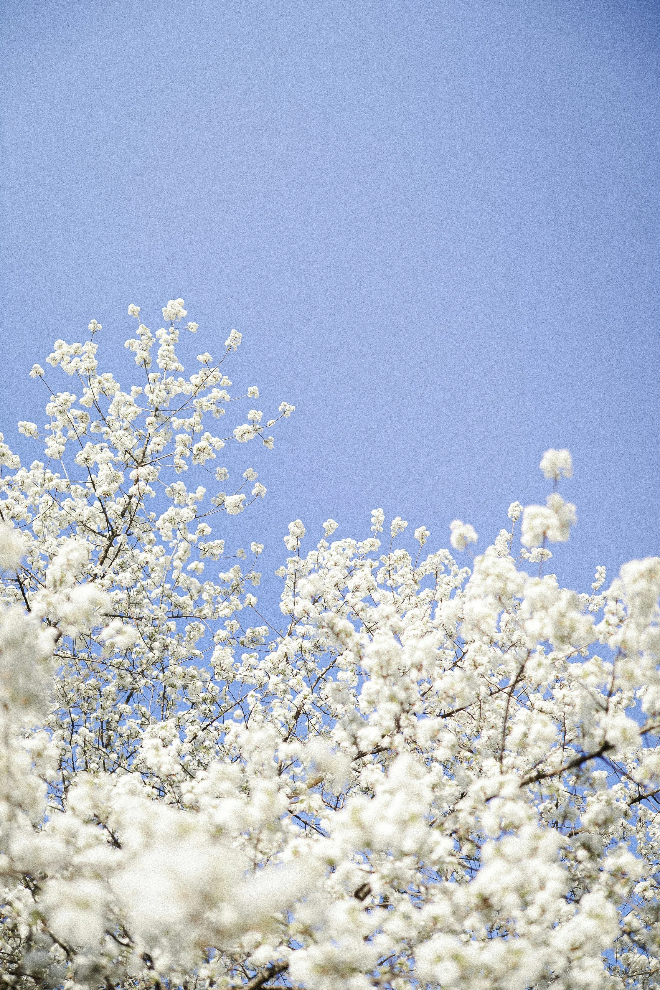 cotton tree blue sky