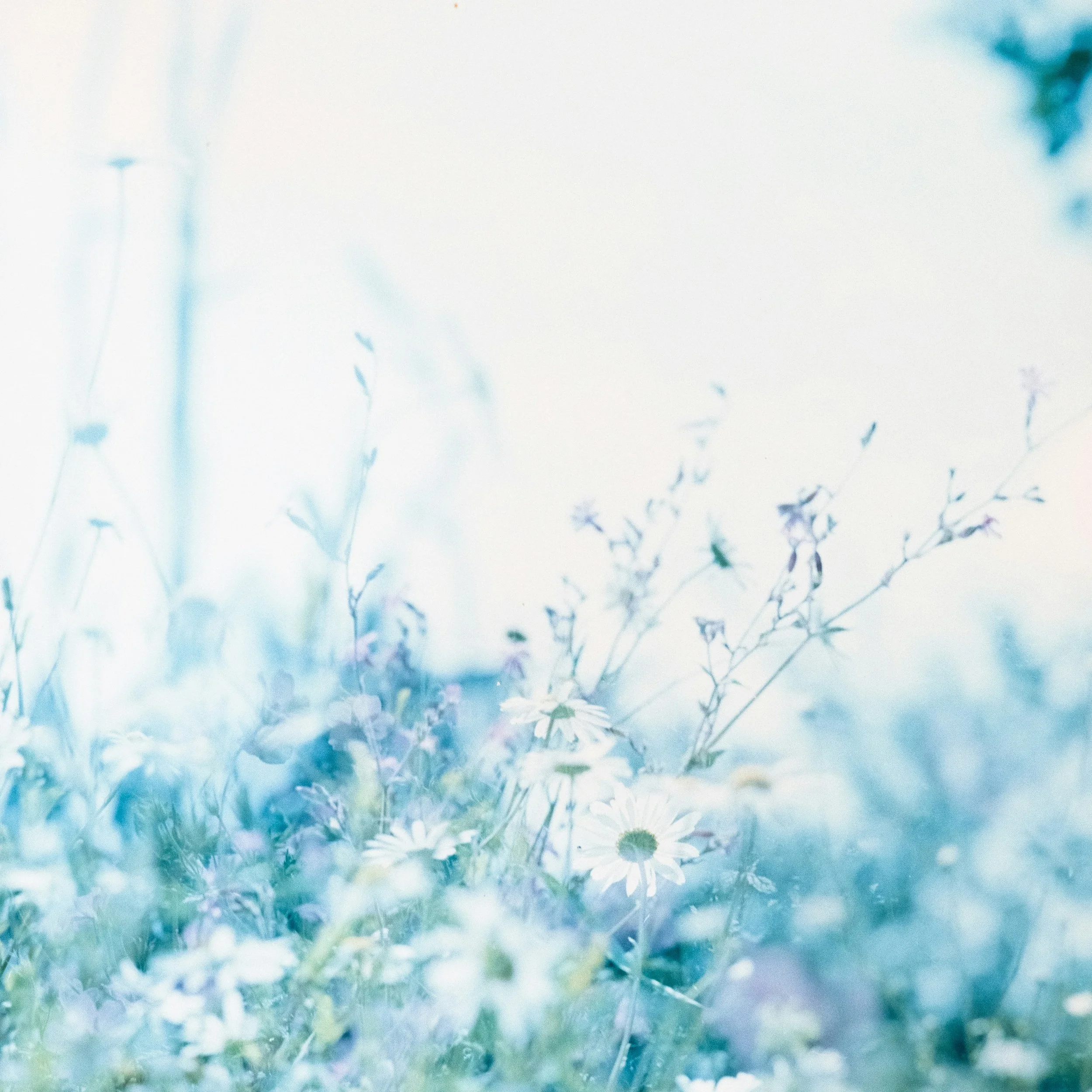 blue flowers
