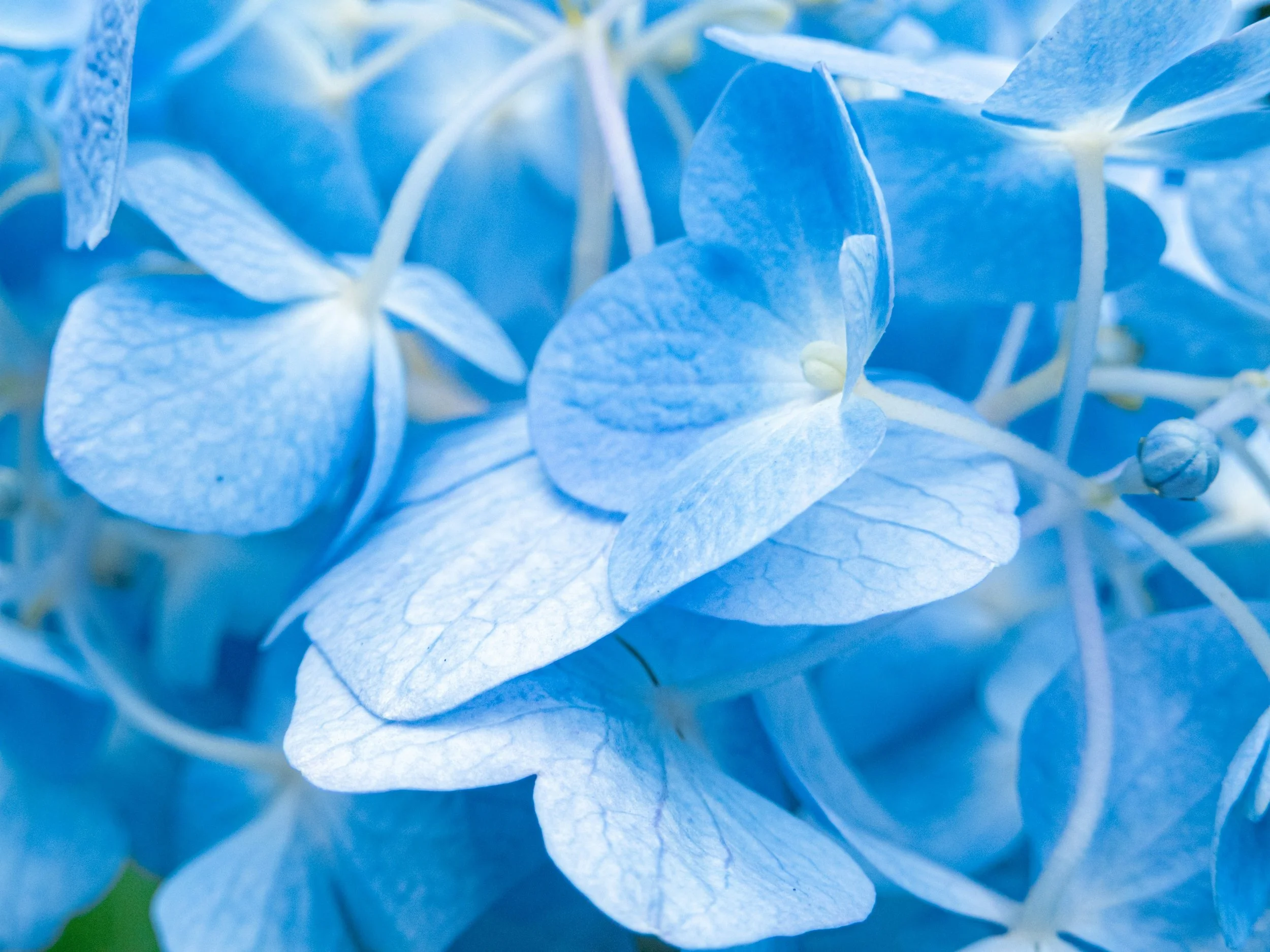 Advanced Cancer Hospice Eligibility