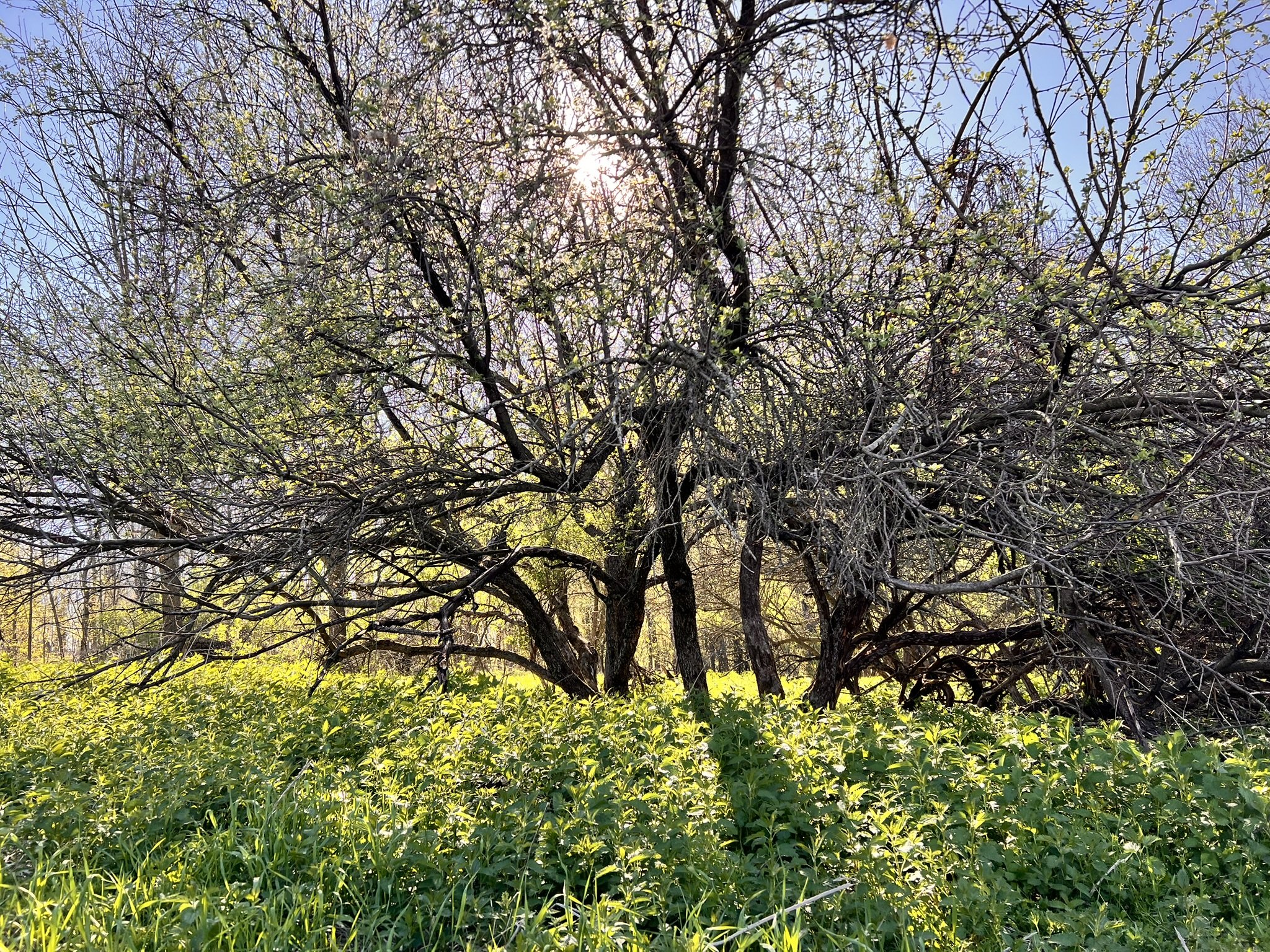 IMG_4417.JPEG