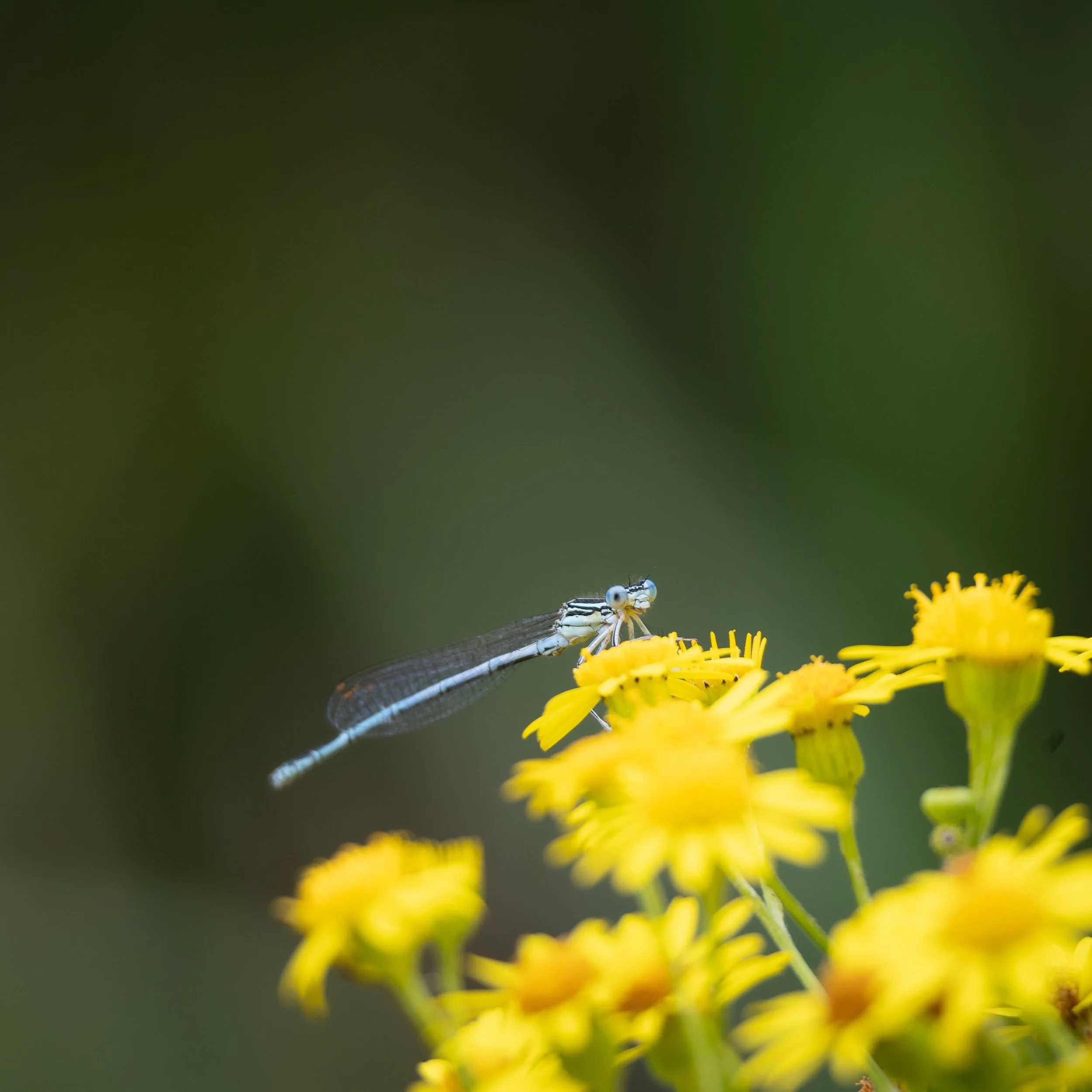 White-legged Damselfly