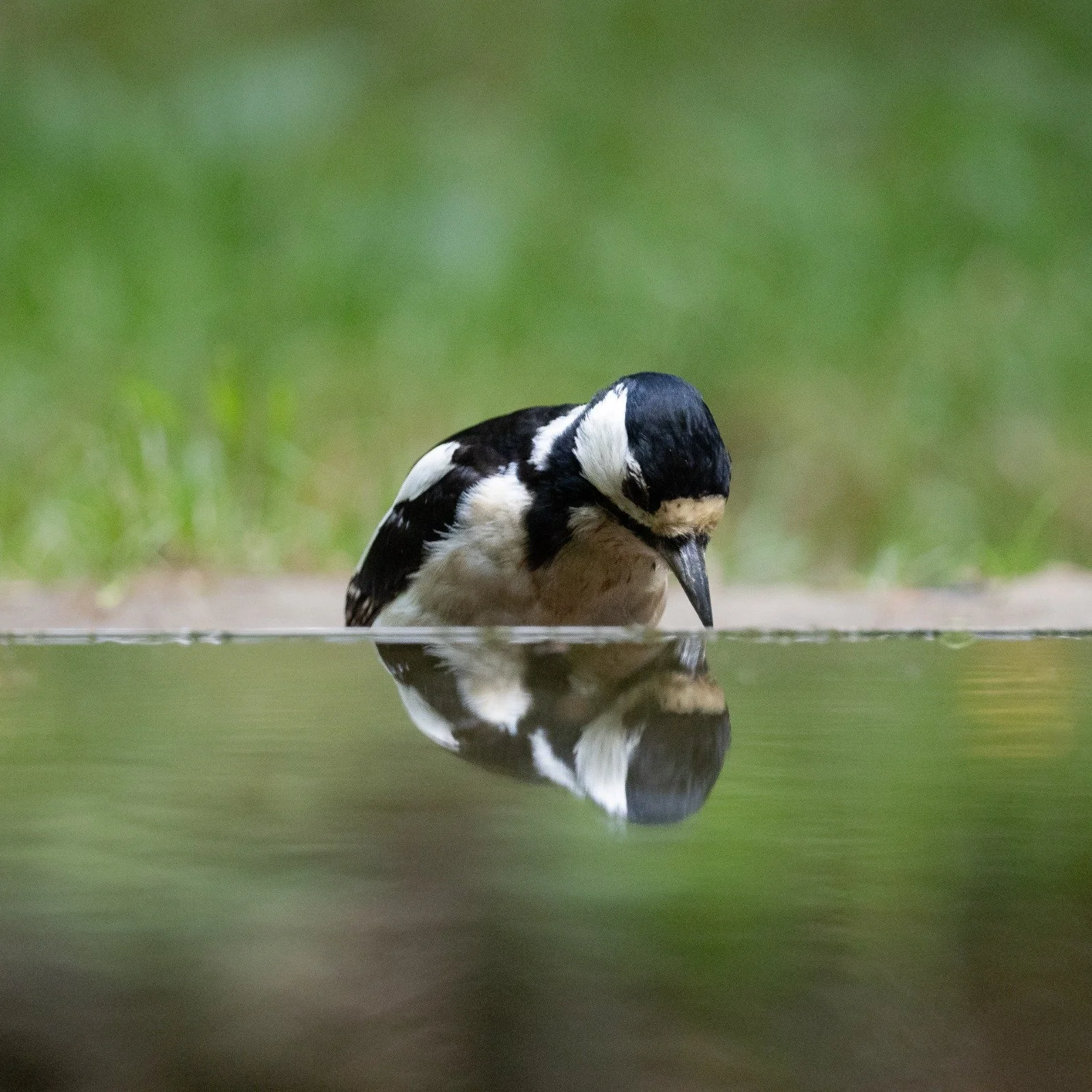 Female Great Spotted Woodpecker looking at herself in reflecting water.