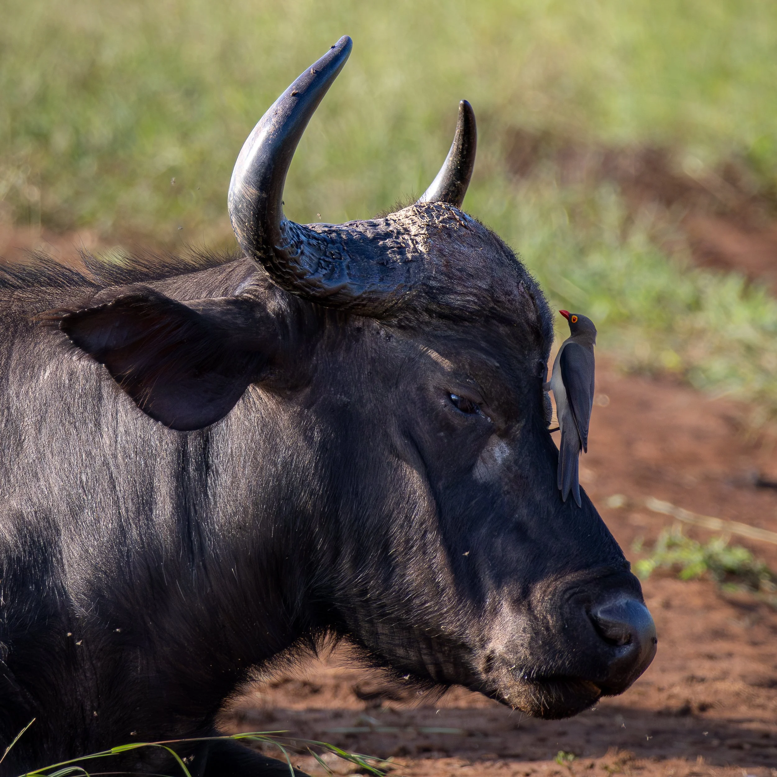 African buffalo resting on dry ground with oxpecker on its head — South Africa — by ROEL | WILLEM
