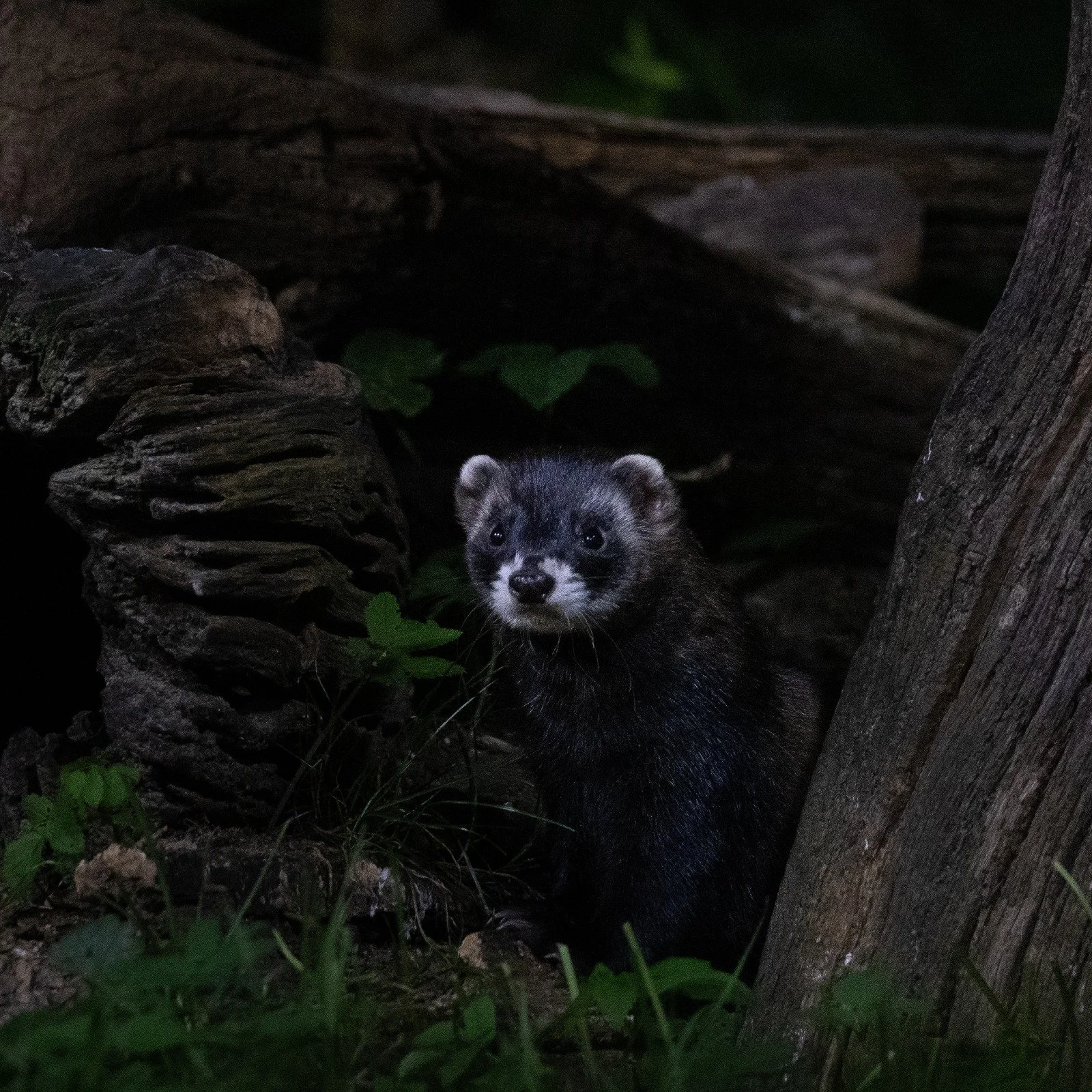  European polecat