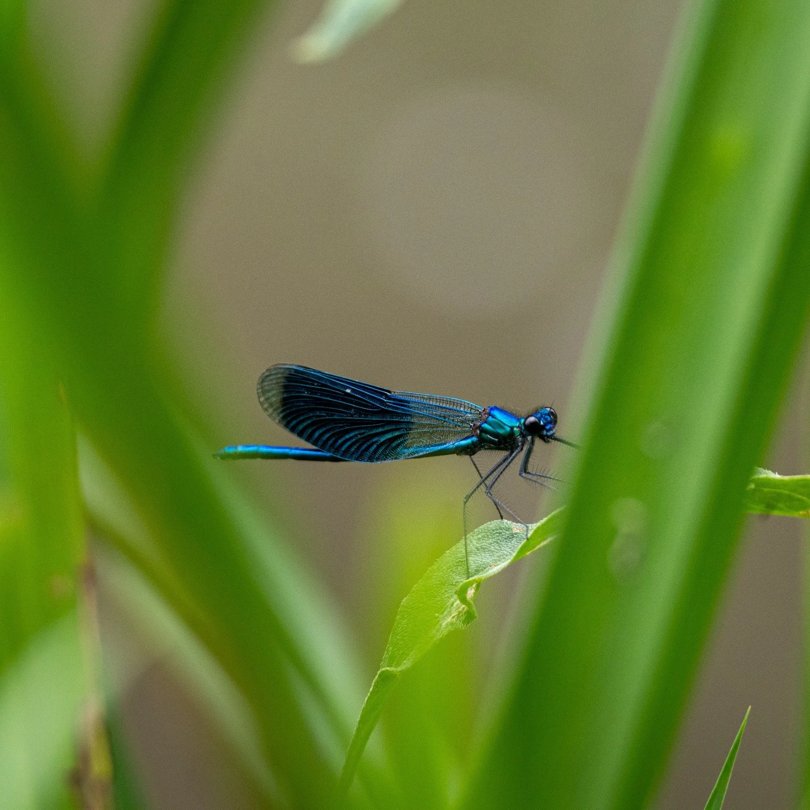 Banded Demoiselle