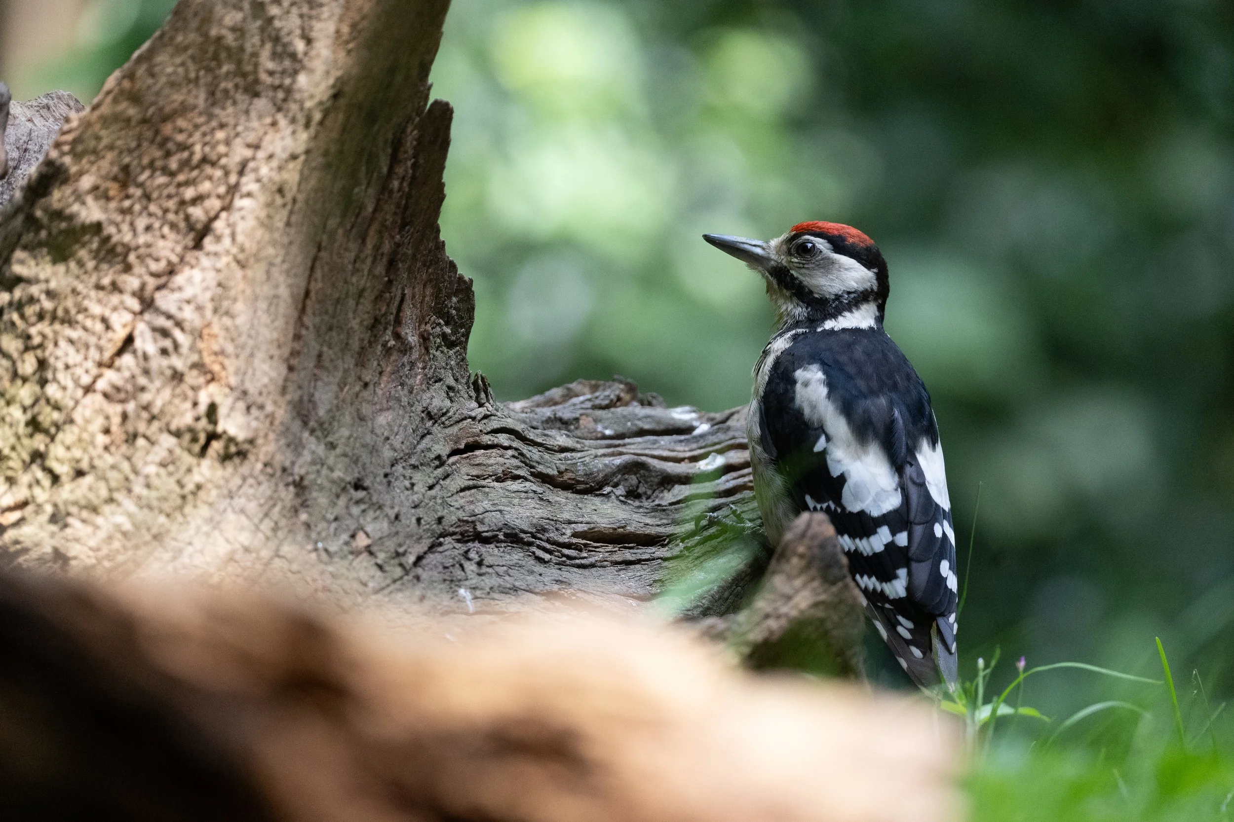Male Great Spotted Woodpecker on forest ground